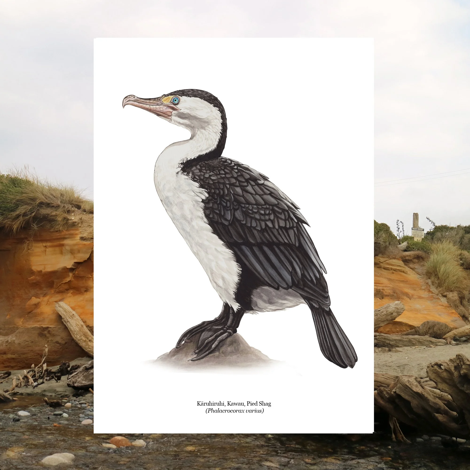 Kāruhiruhi Kawau Pied Shag Phalacrocorax varius nz native bird art print.jpg
