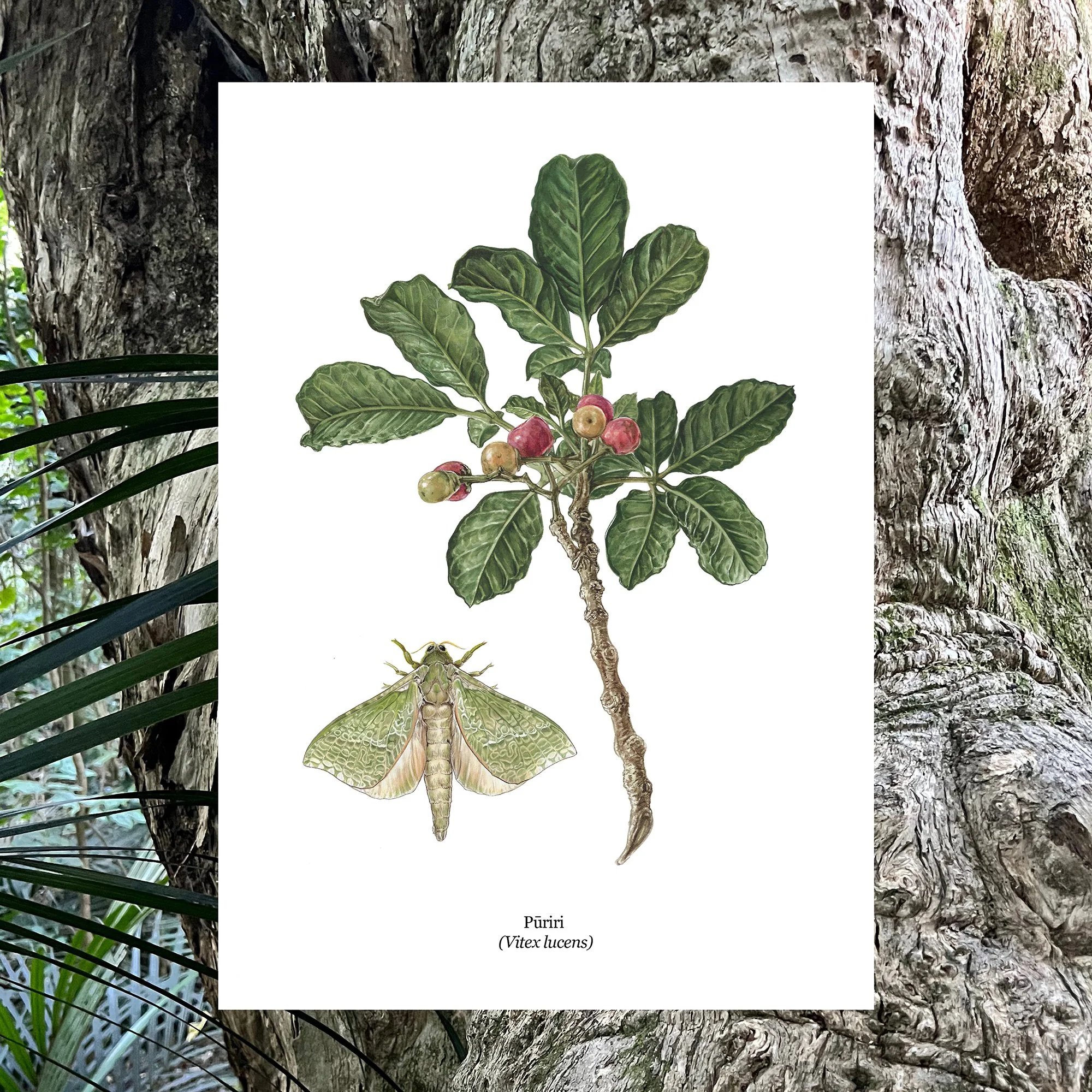 Puriri Vitex lucens Erin Frosyth web copy 4.jpg