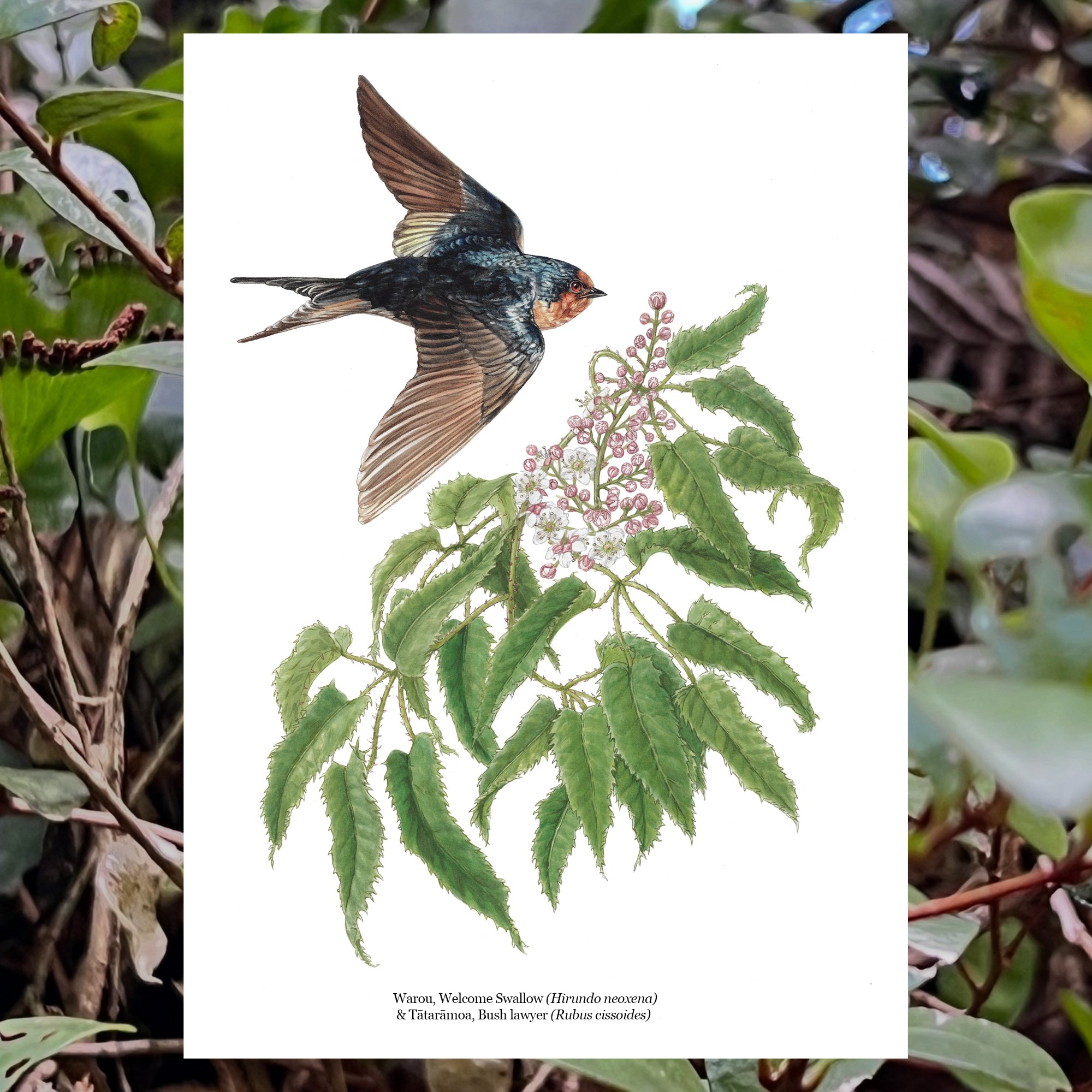 Warou, Welcome Swallow (Hirundo neoxena) & Tātarāmoa, Bush lawyer (Rubus cissoides)