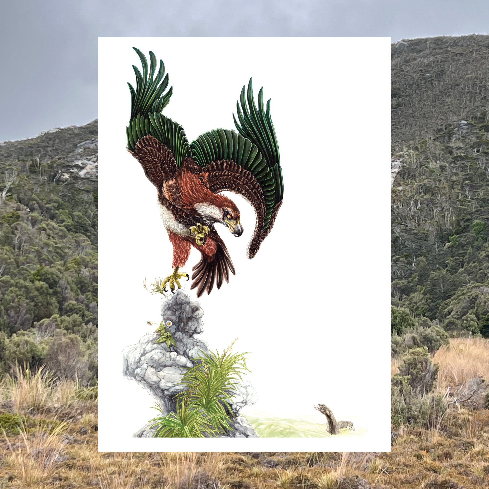 Pouaki haast eagle extinct nz bird art print.jpg