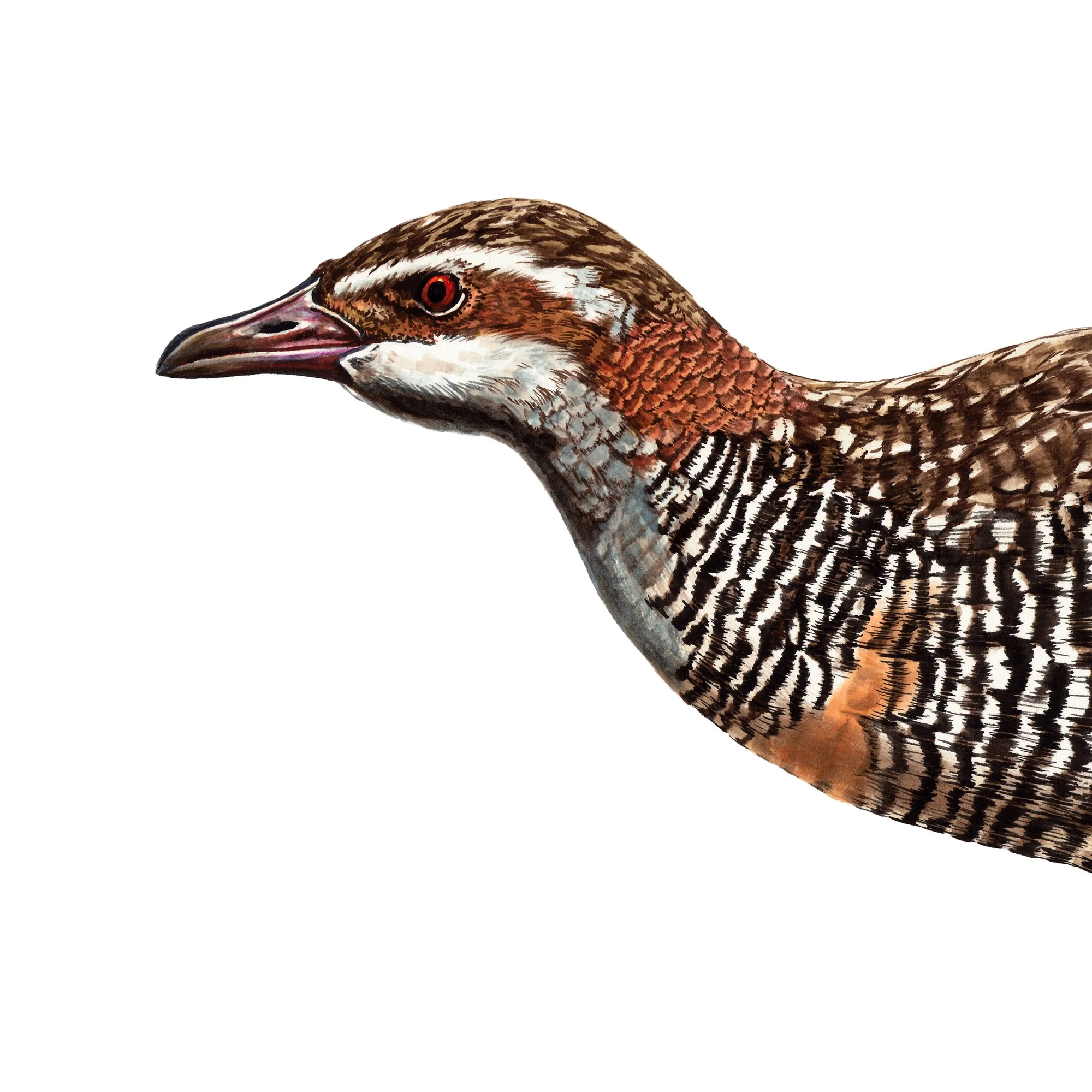 Moho pereru banded rail native bird art.jpg