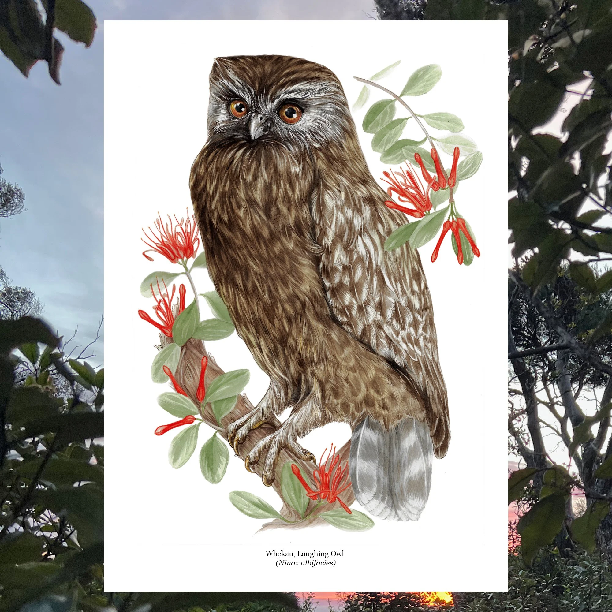 whekau laughing owl extinct new zealand bird art print.jpg