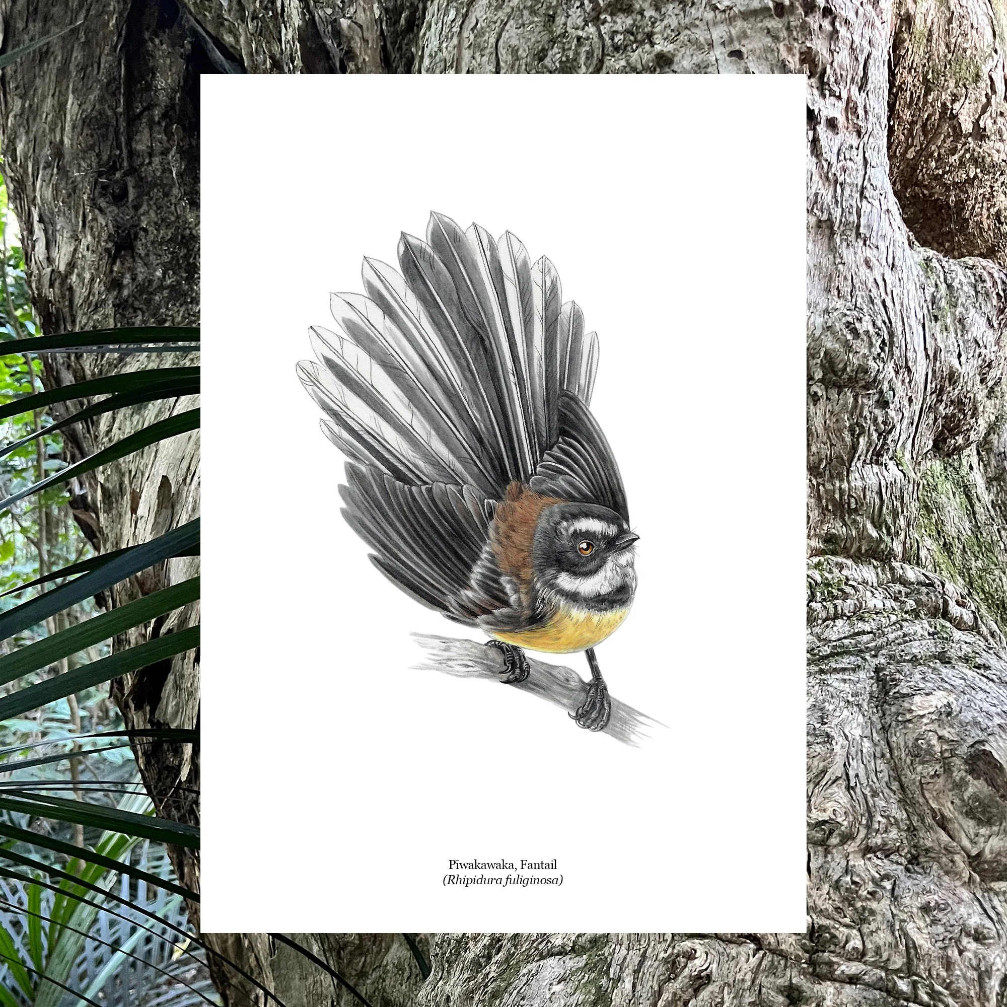 Pied morph fantail nz bird art print piwakawaka.jpg