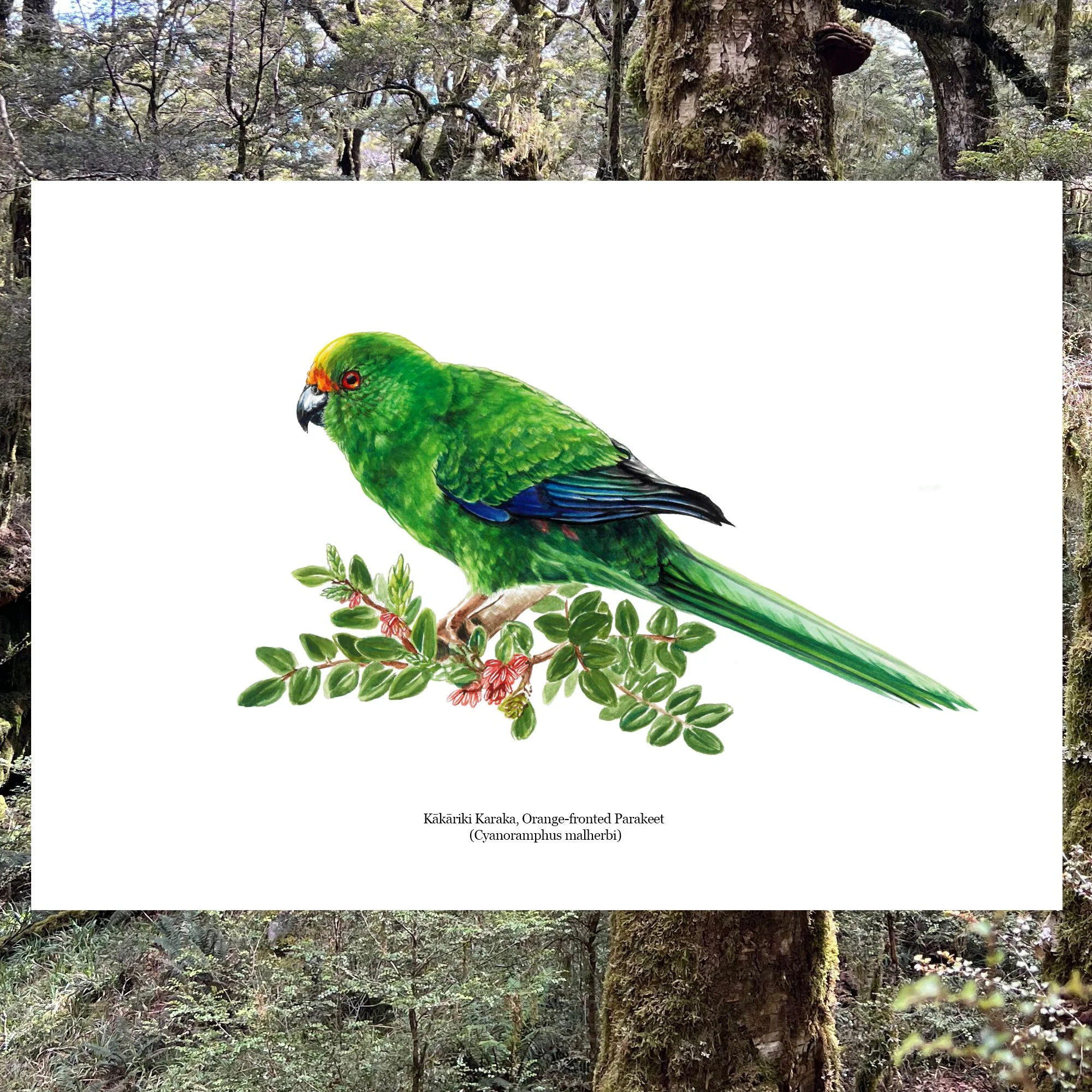 kakariki orange fronted nz parakeet native bird art print.jpg