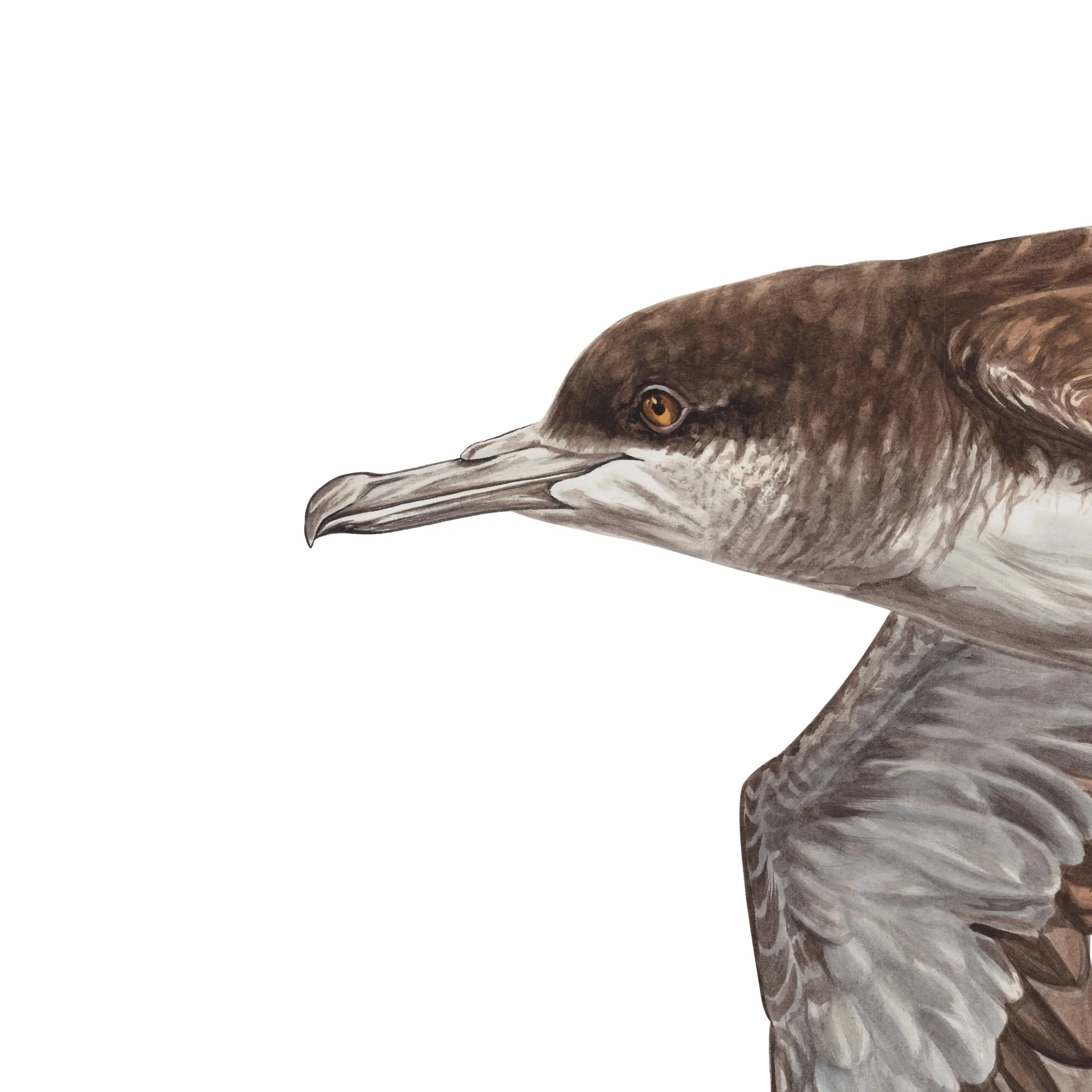 Pakaha fluttering shearwater detail.jpg