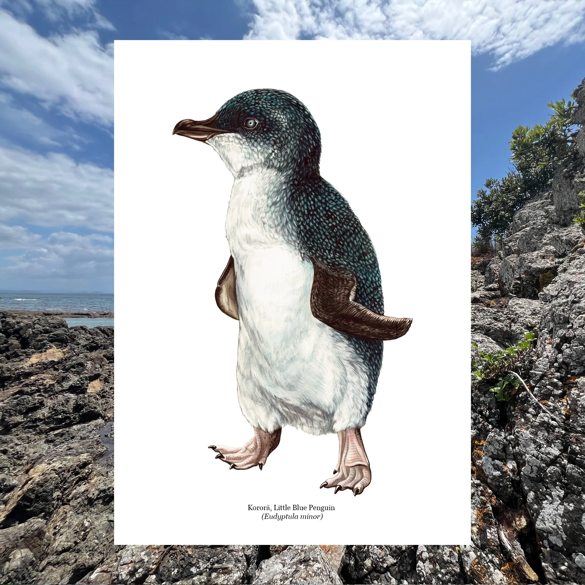 Korora Blue Penguin nz native bird art print.jpg