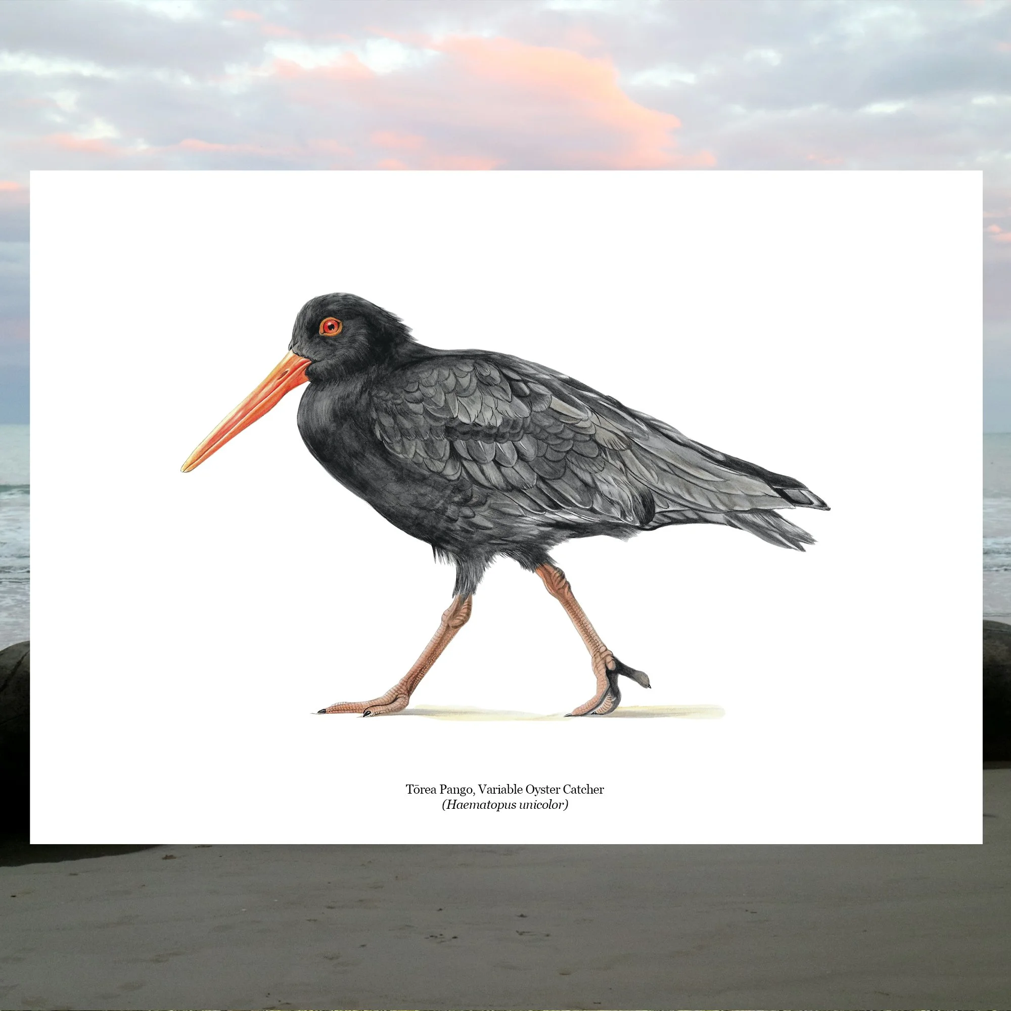 Torea pango variable oystercatcher nz native bird art print.jpg