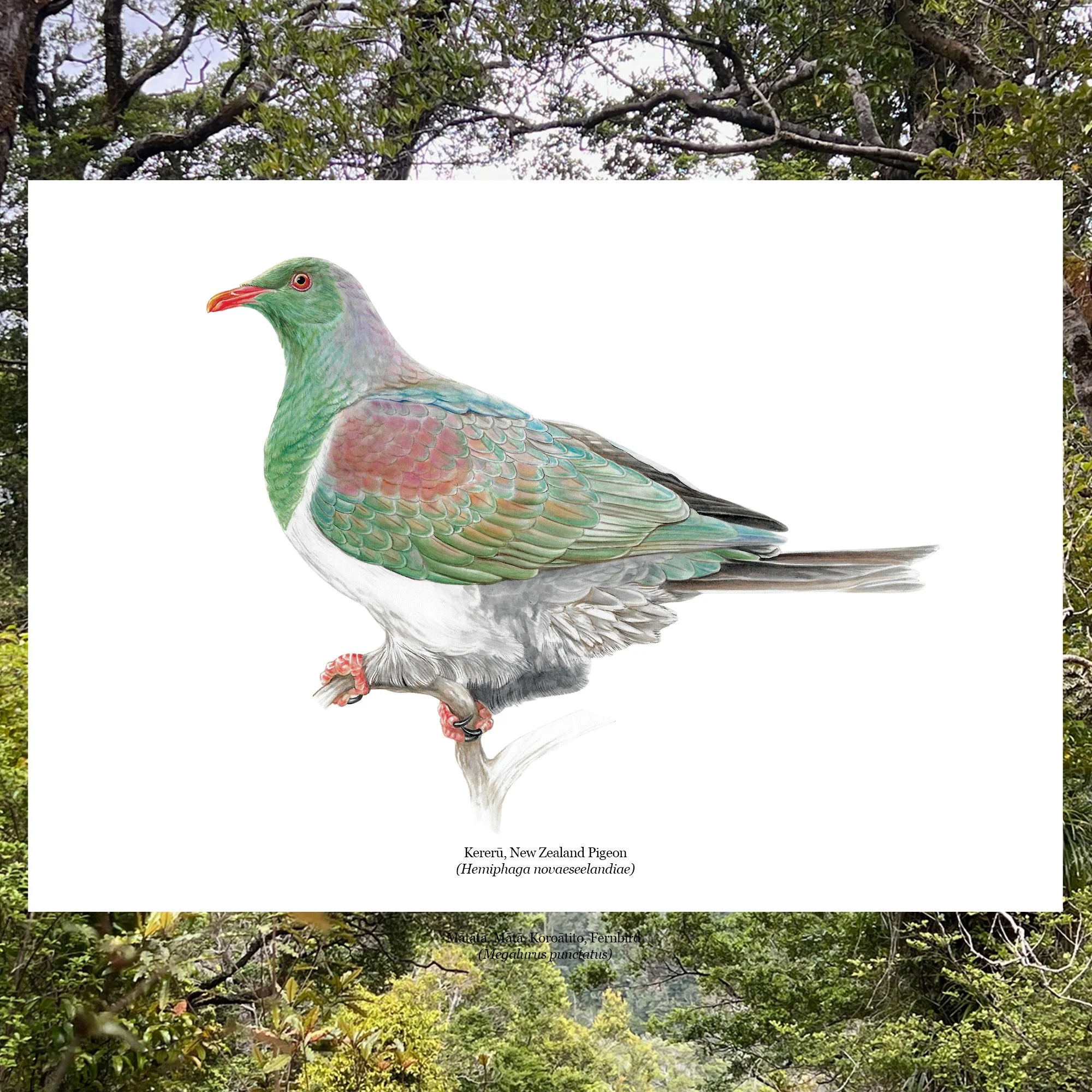 Kereru nz wood pigeon native bird art print.jpg
