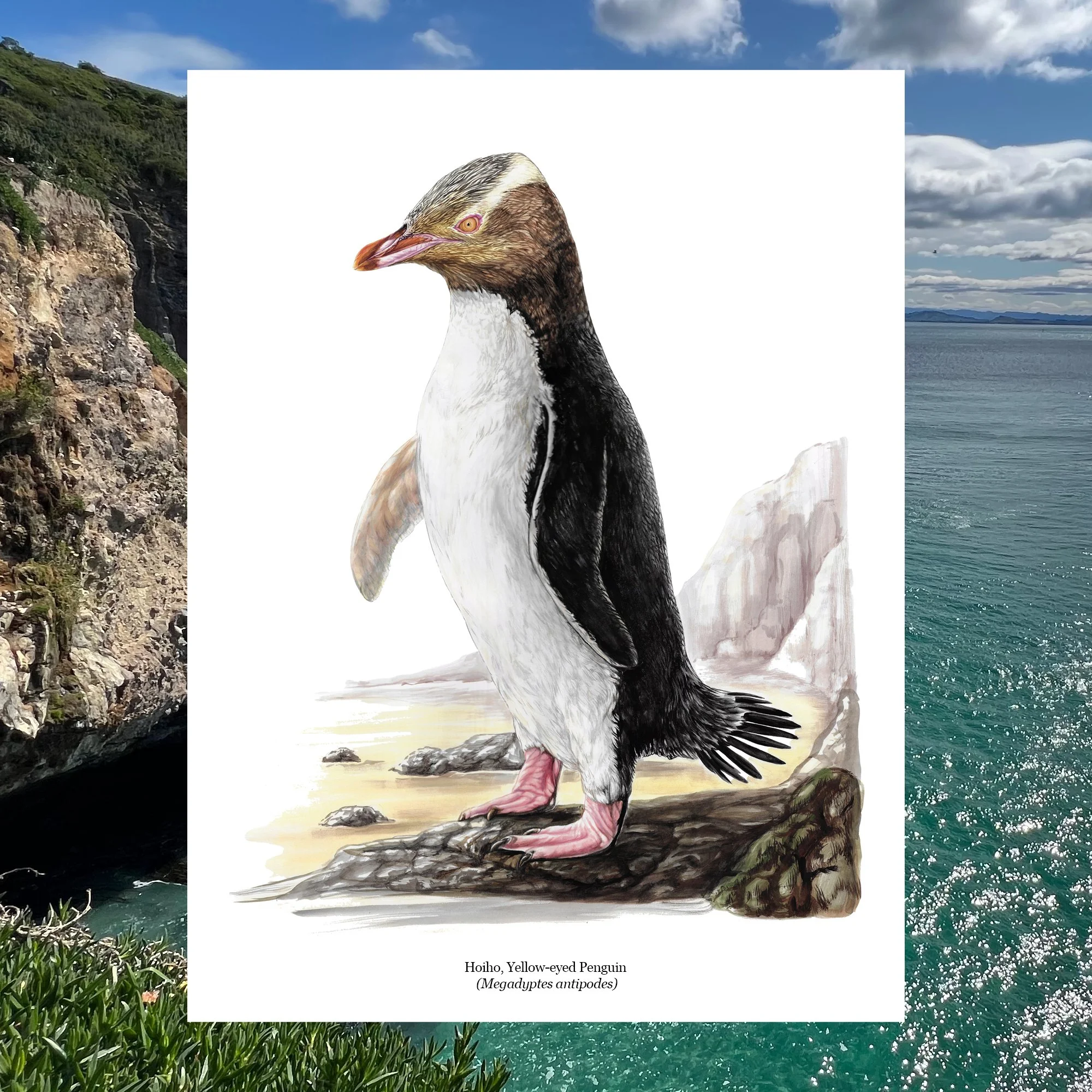 Hoiho yellow eyed penguin Megadyptes antipodes erin forsyth nz bird art print.jpg