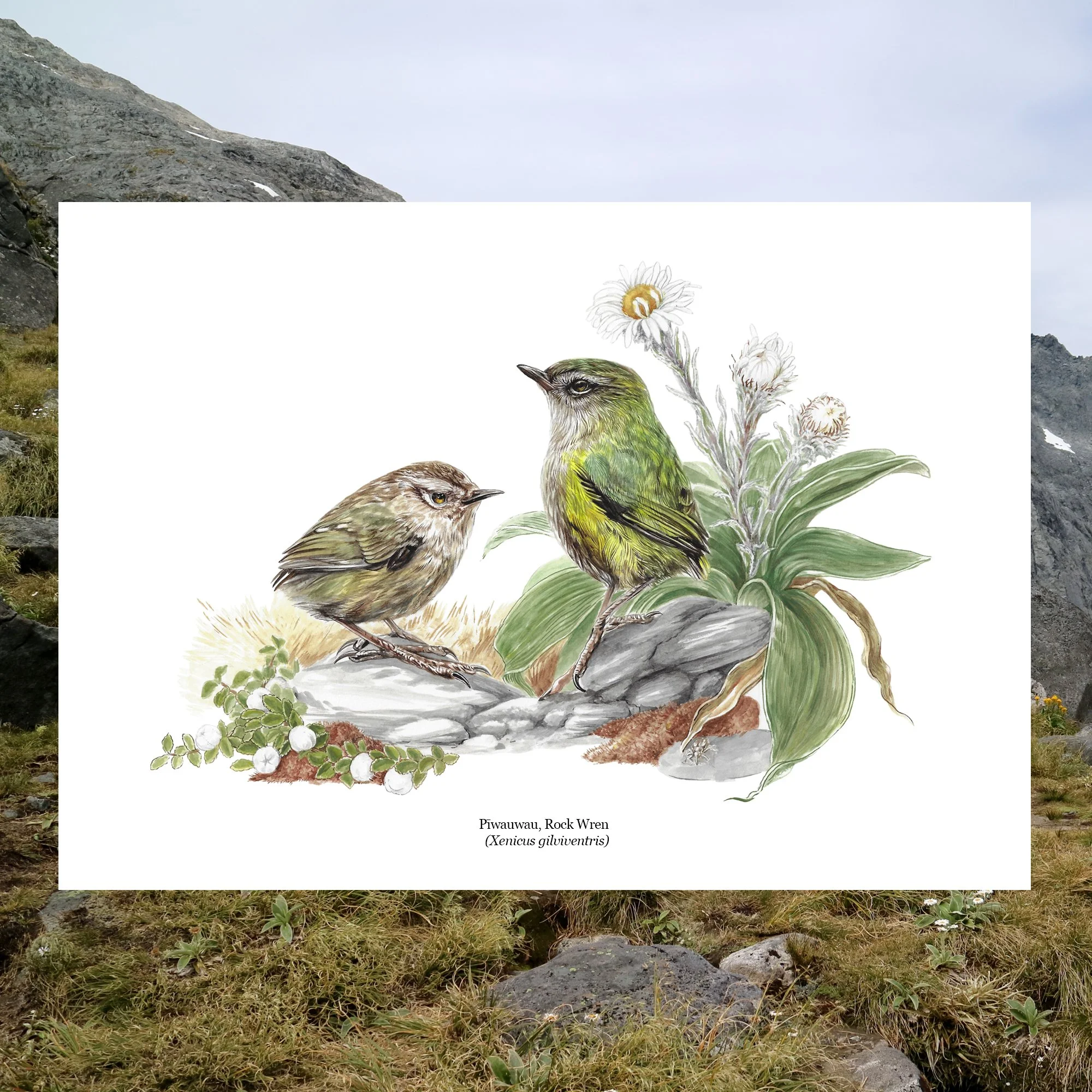 Piwauwau rock wren nz birds art print Xenicus gilviventris .jpg