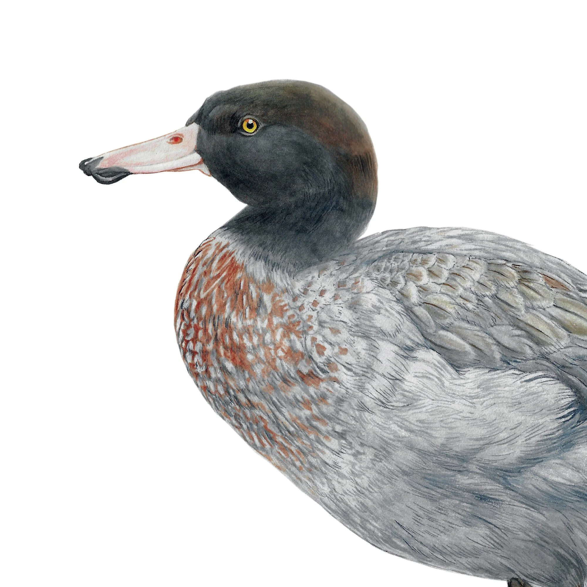 Whio blue duck native bird art print detail.jpg