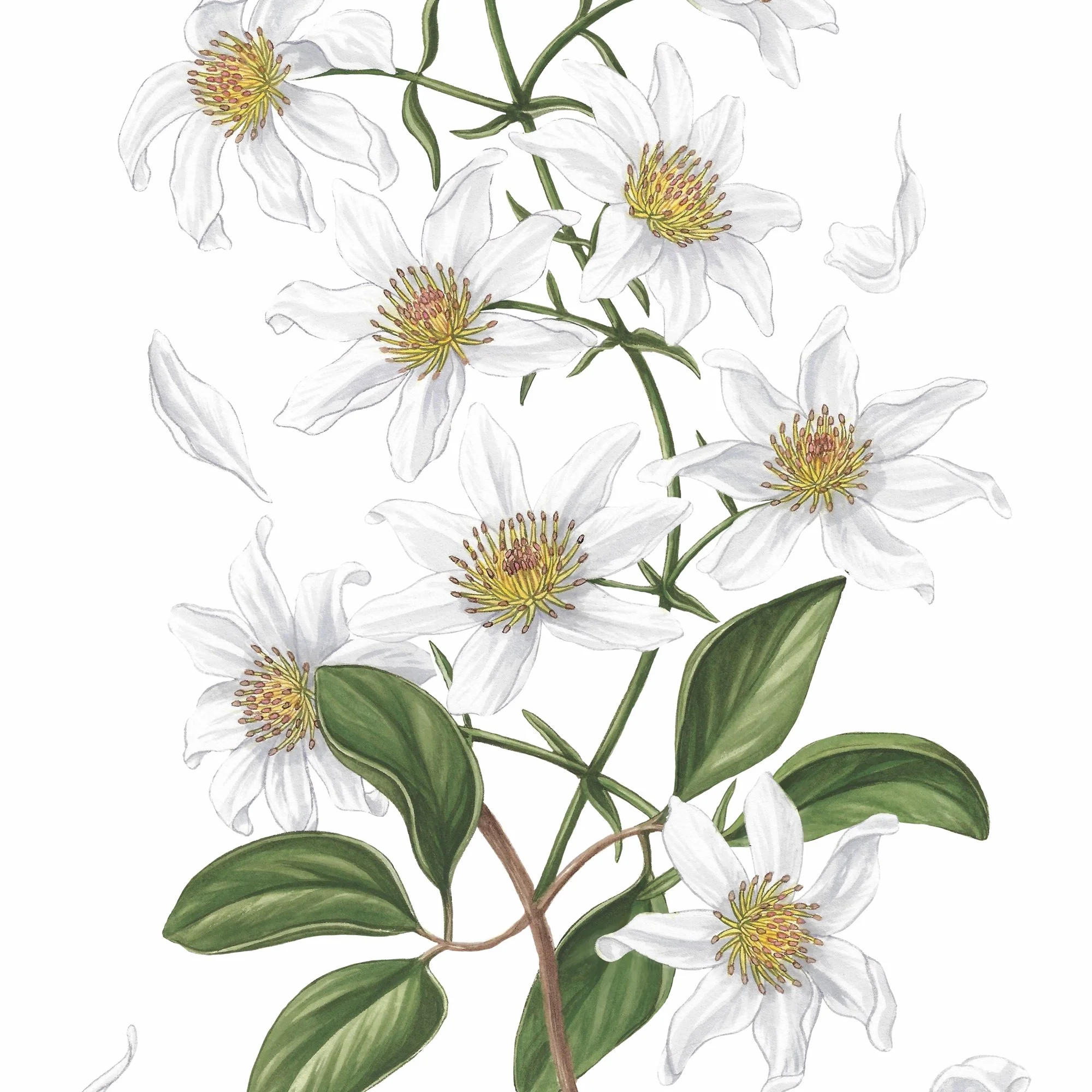 Puawananga Clematis paniculata botanical art print native plants detail.jpg