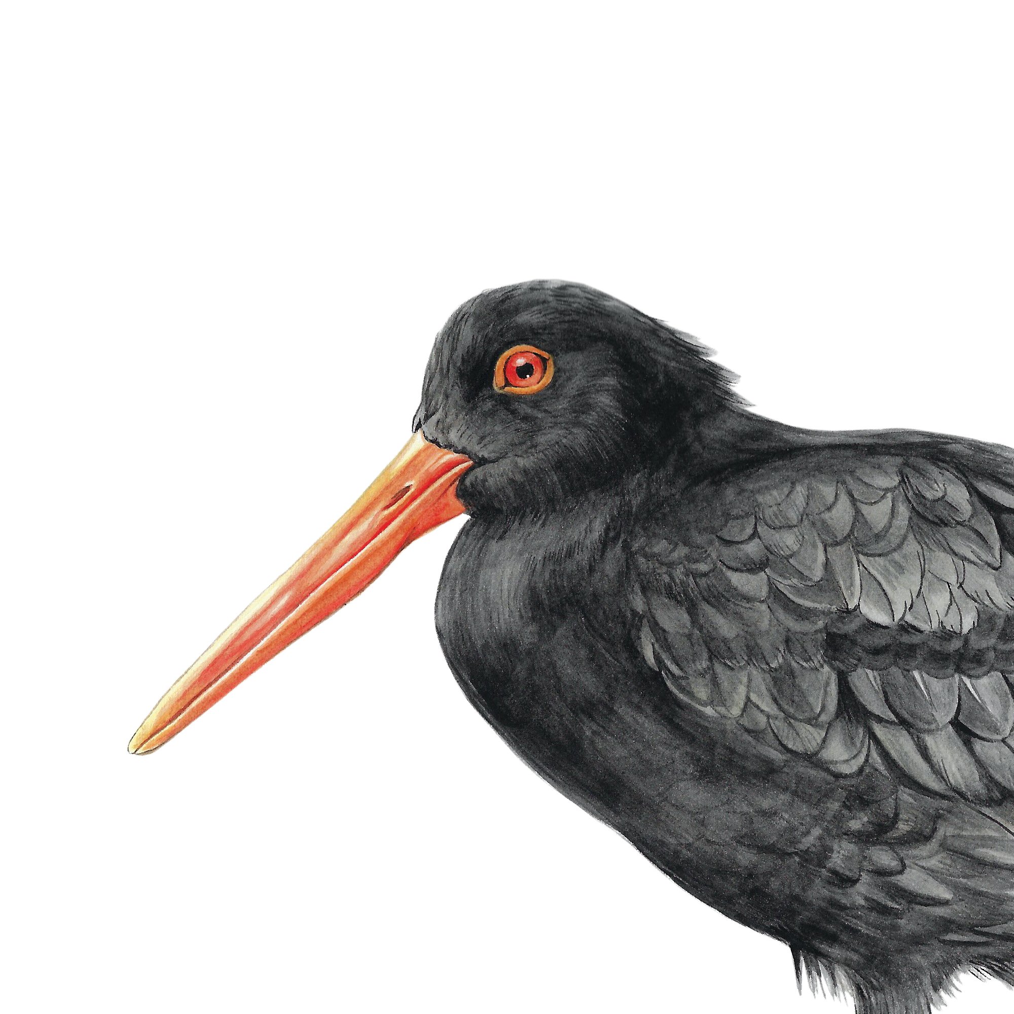 Torea pango variable oystercatcher native bird art print detail copy.jpg