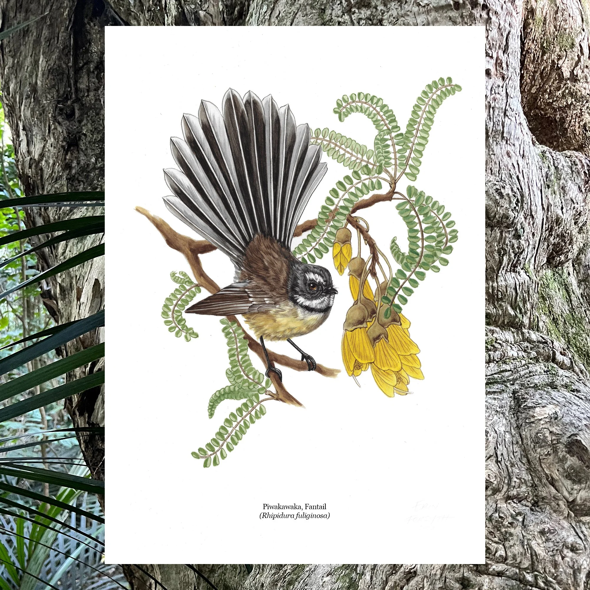 Piwakawaka in kowhai nz bird art print.jpg