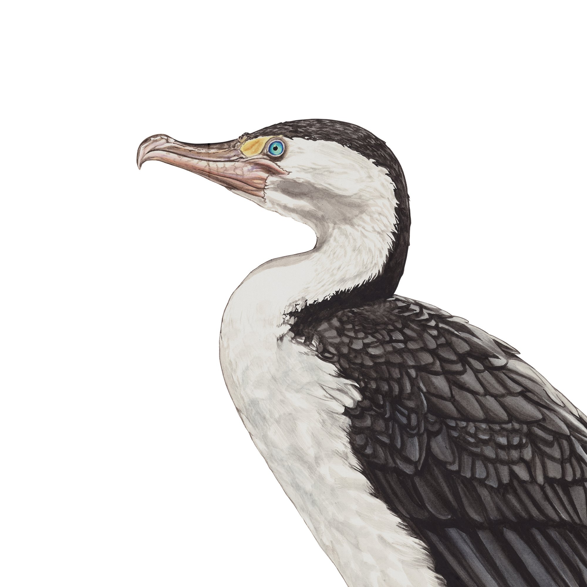 Karuhiruhi pied shag nz native bird art print detail.jpg