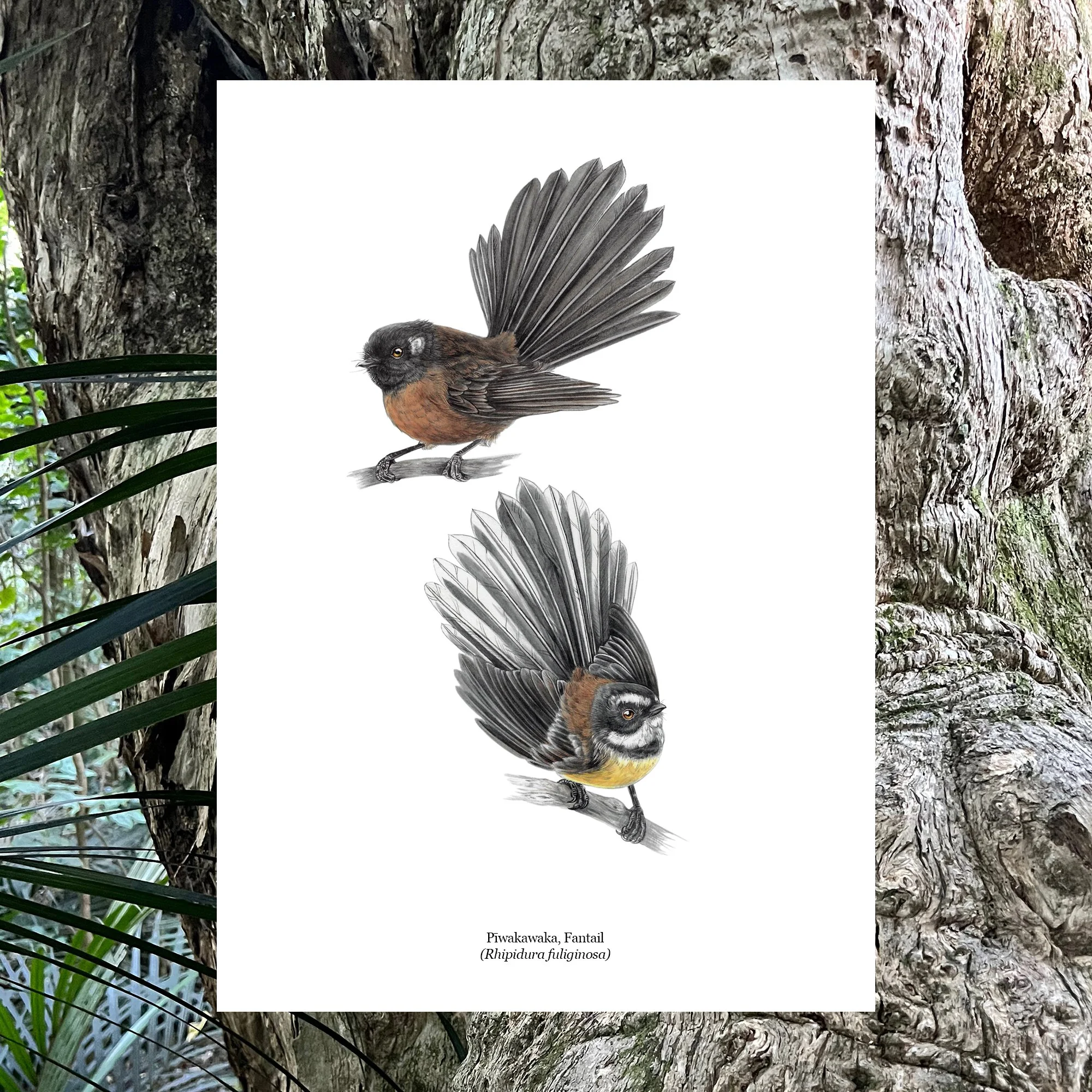 piwakawaka fantail nz bird art print.jpg