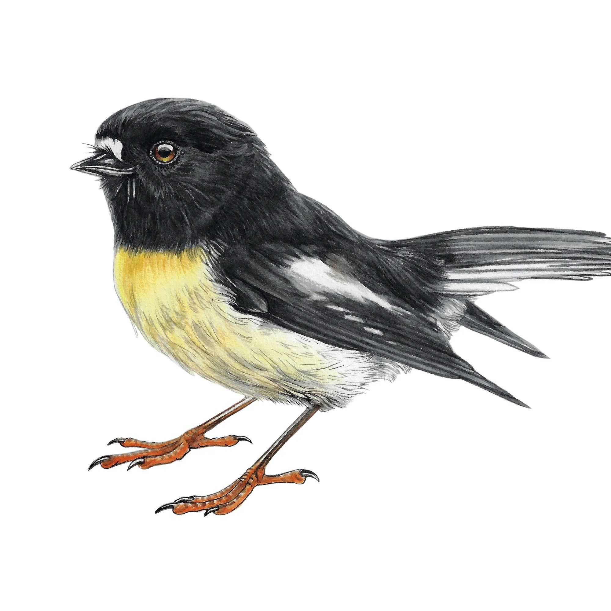 Miromiro tomtit native bird art print detail.jpg