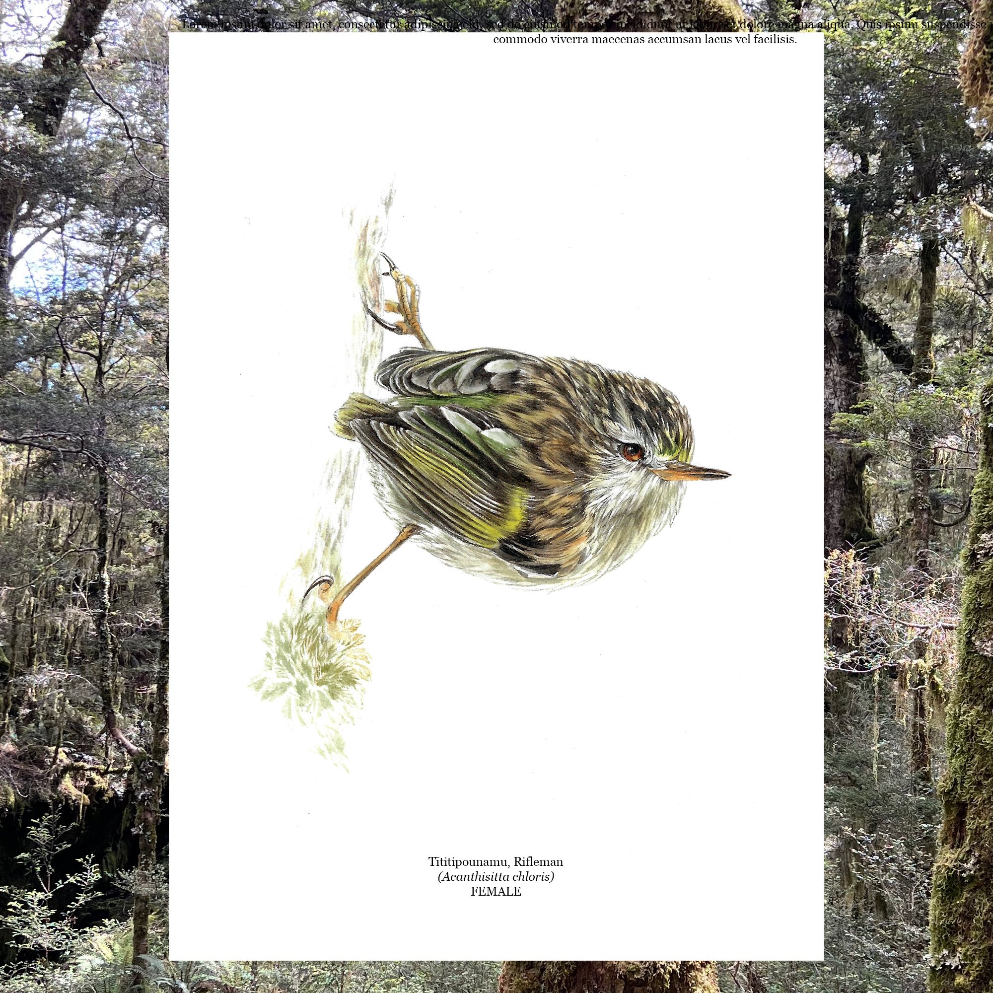 Titipounamu Rifleman Female.jpg