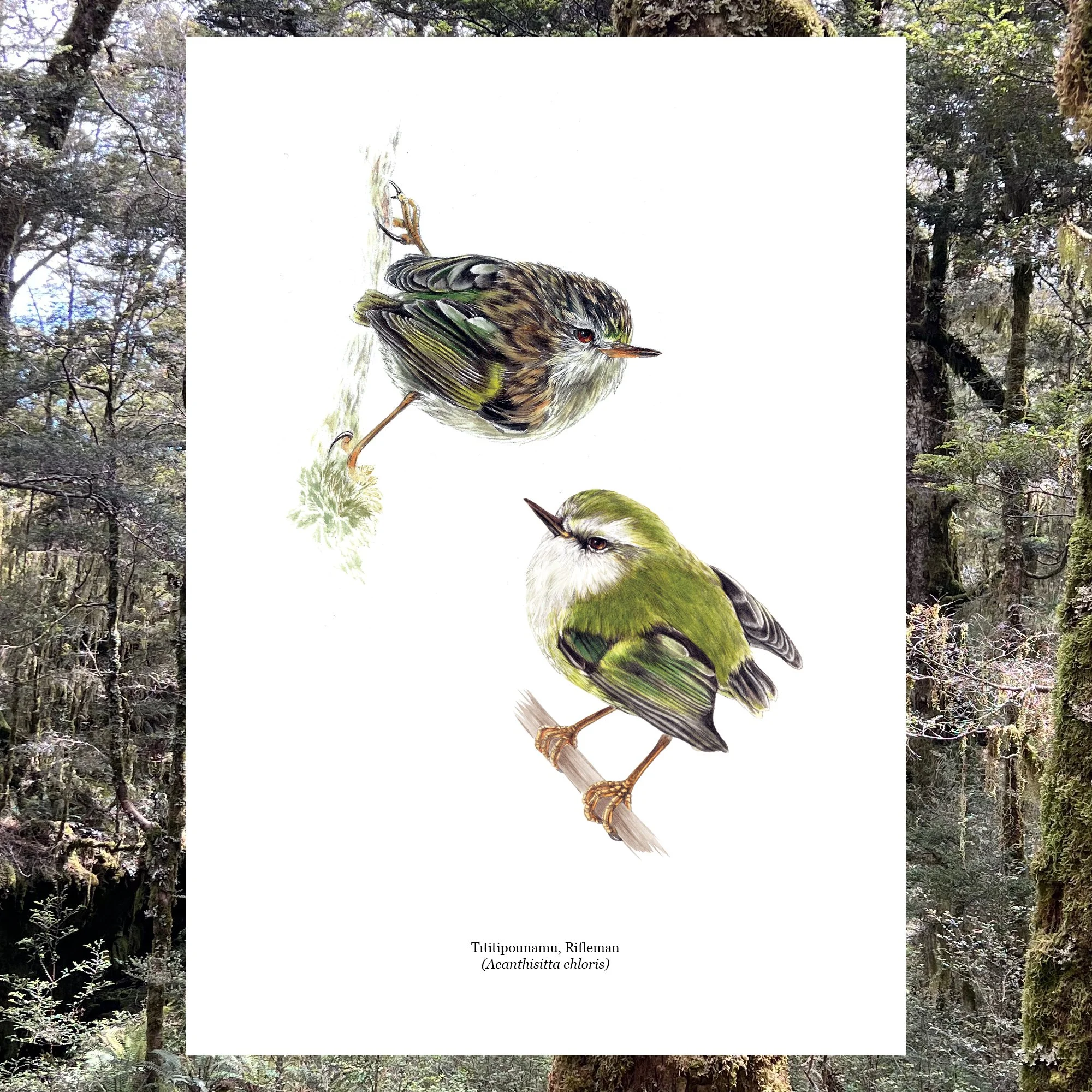 Titipounamu Rifleman naz bird art print.jpg