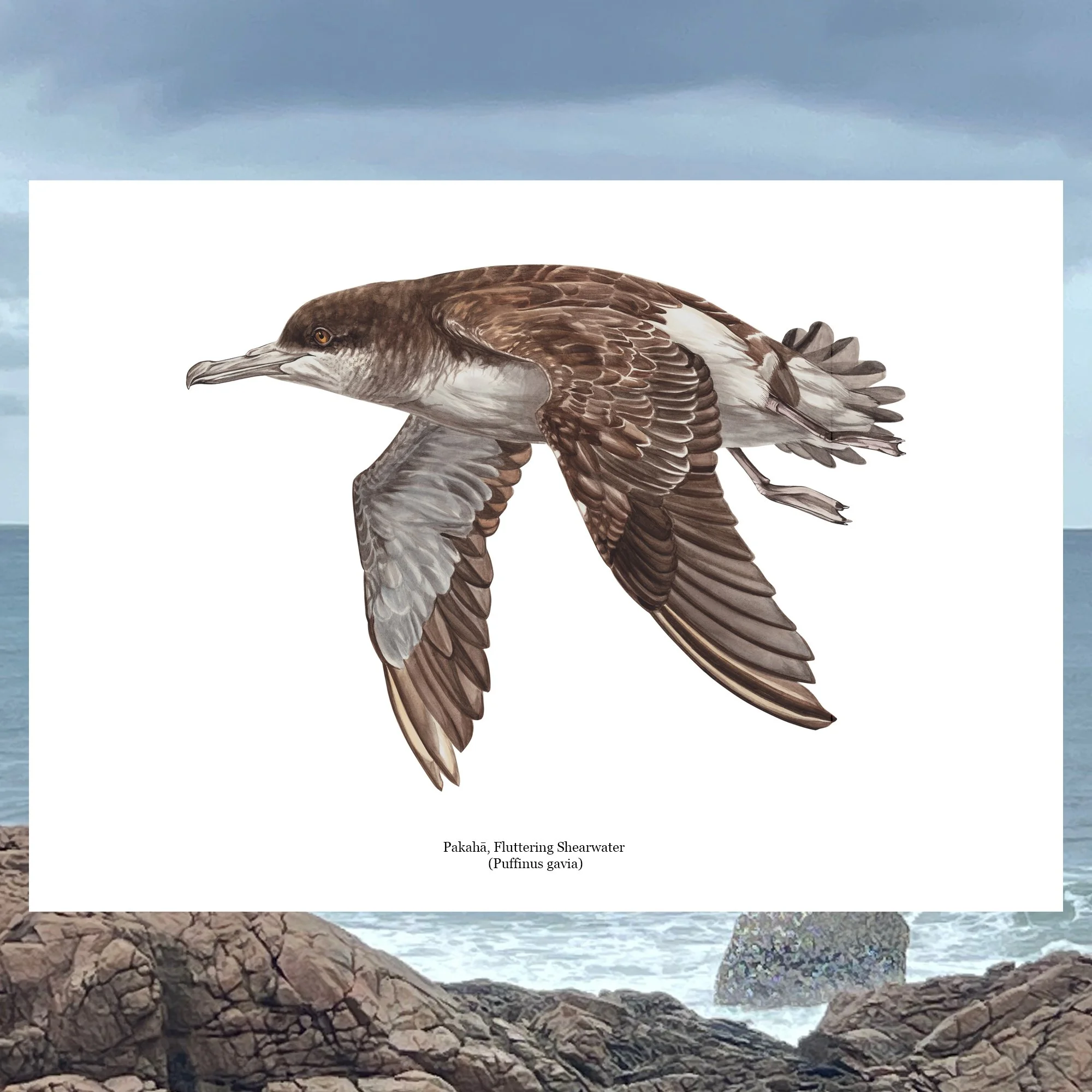 Pakaha fluttering shearwater native seabird art bird print.jpg