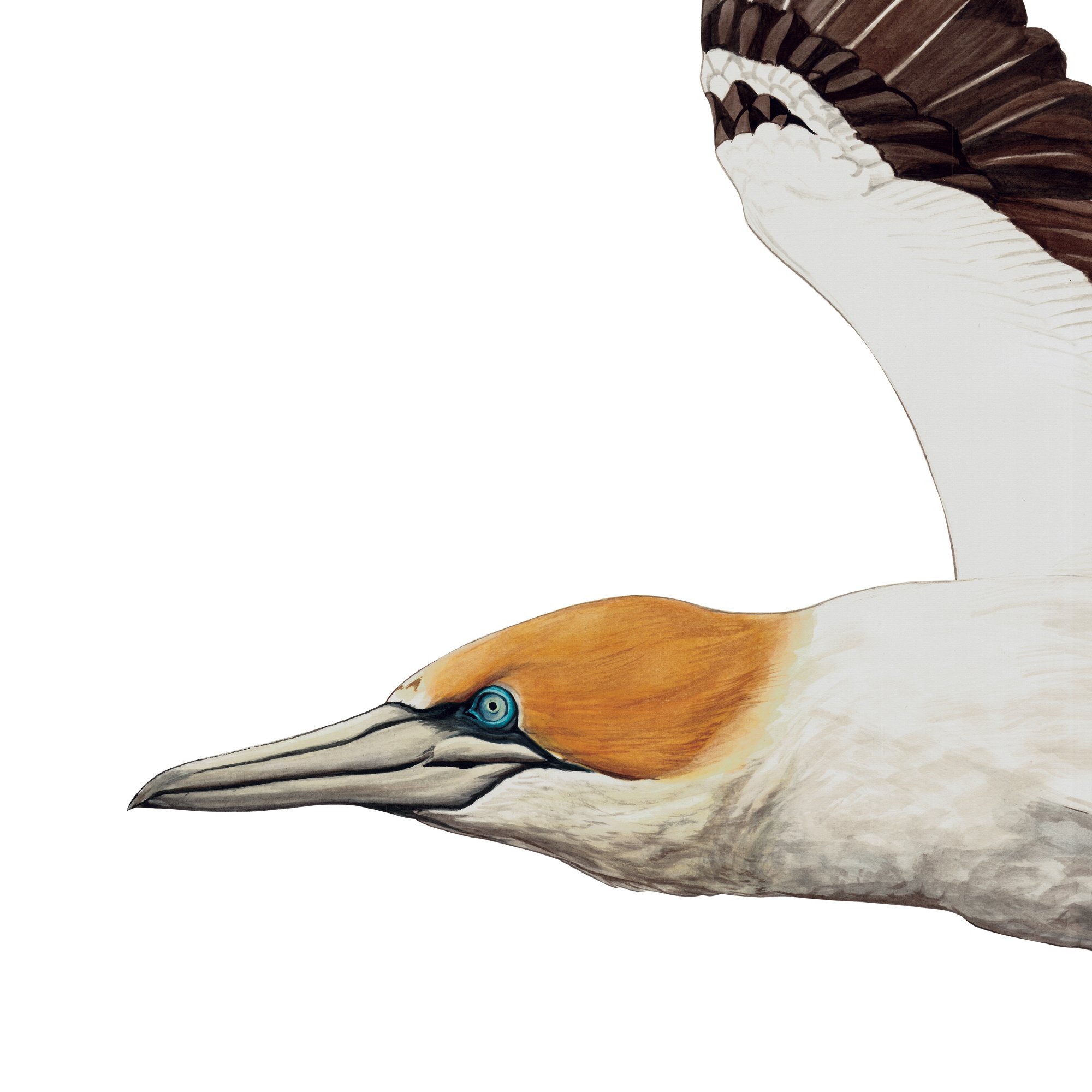 Takapu Australasian gannet Morus serrator A3 detail.jpg