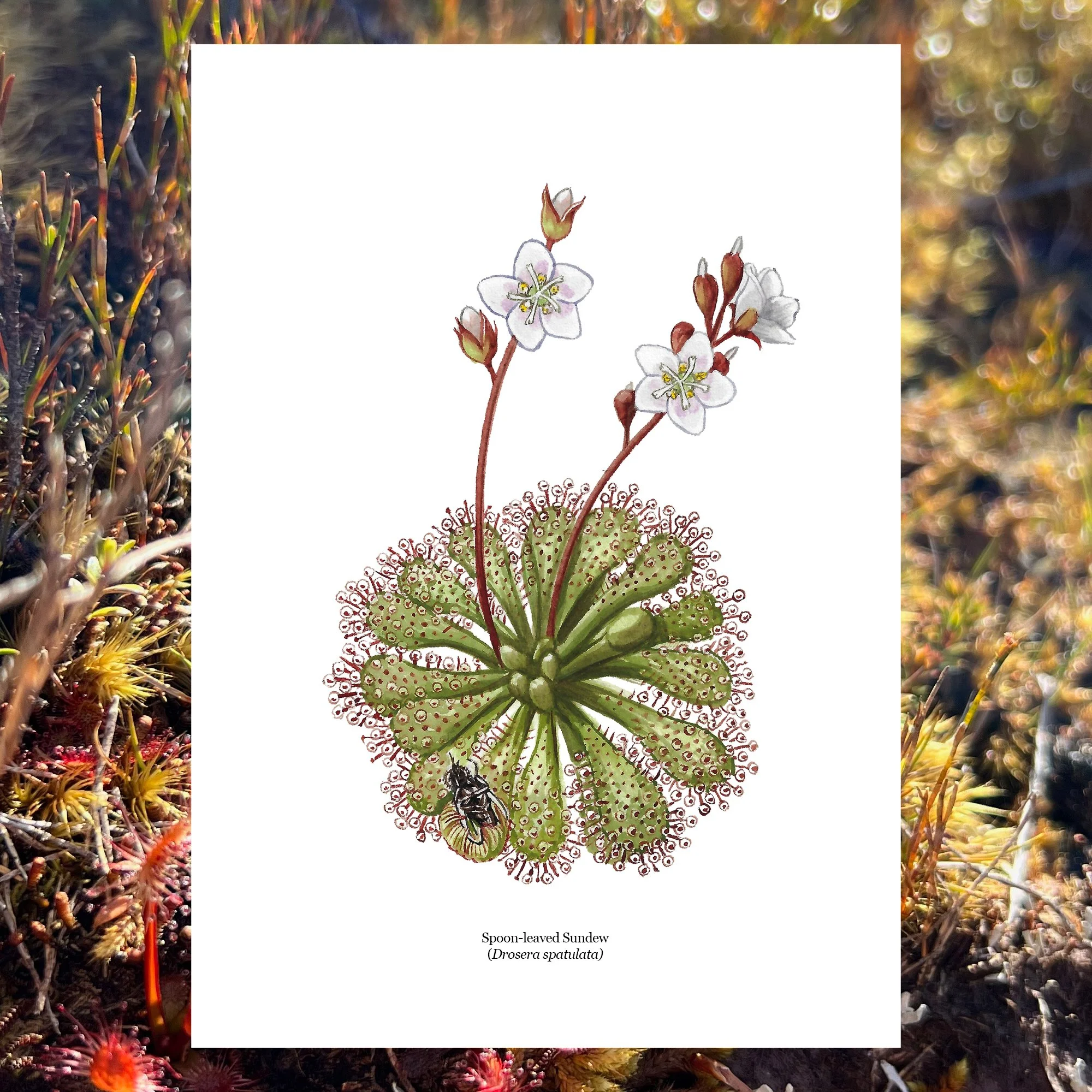 Drosera spatulata sundew nz native plants botanical art print.jpg