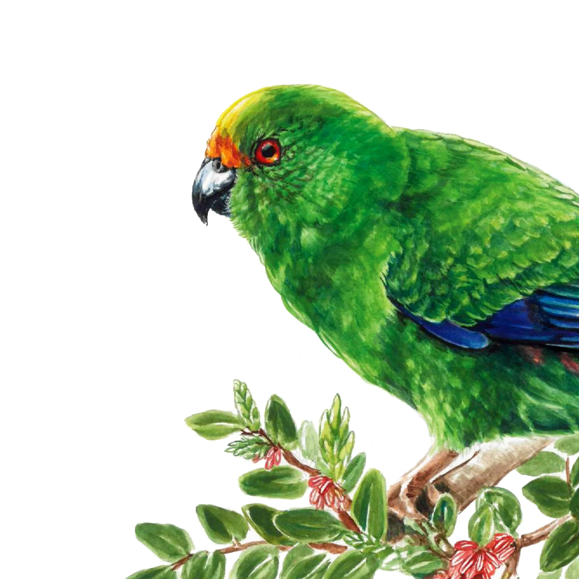 Kakariki orange fronted parakeet native bird art print.jpg