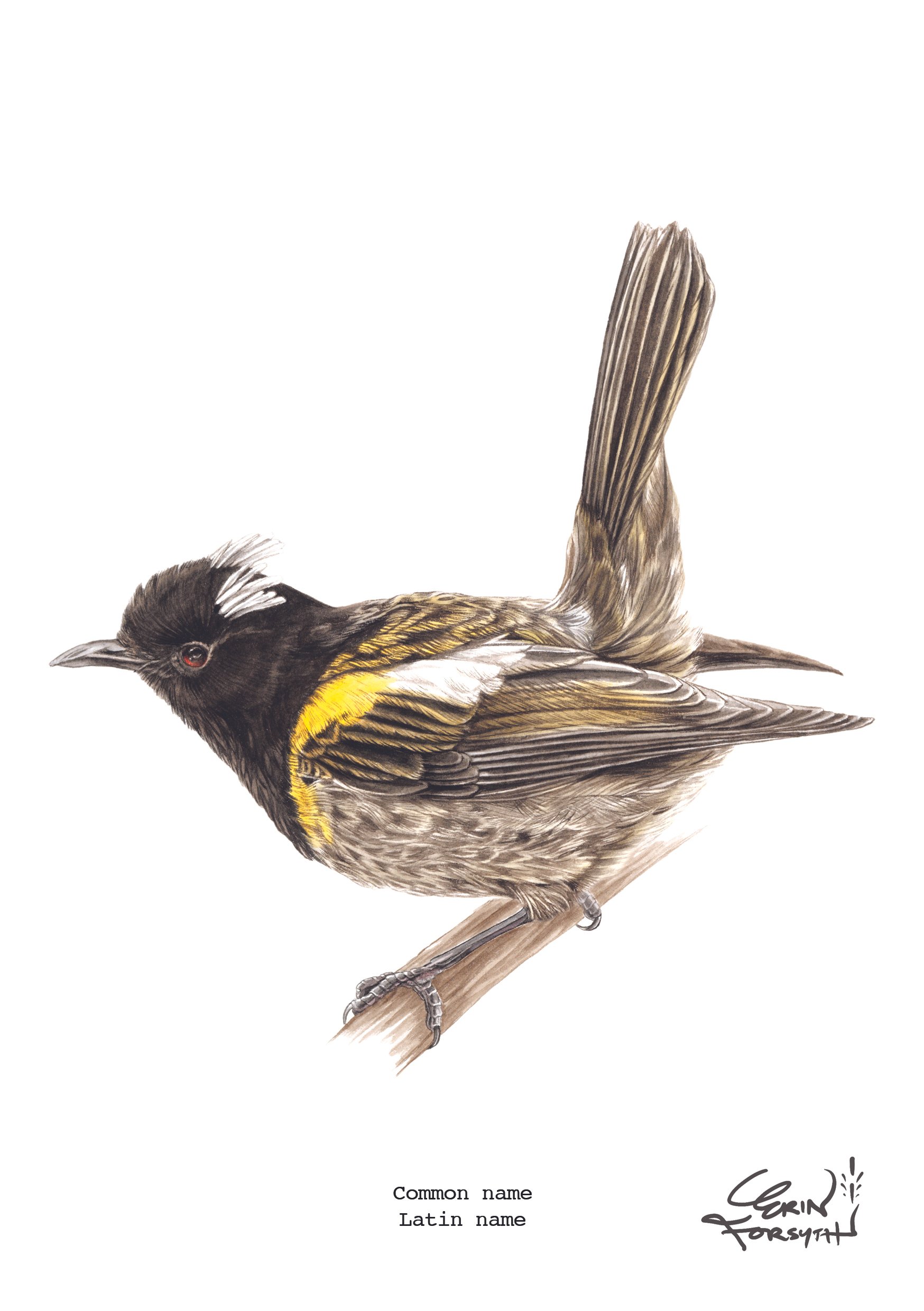 Hihi Stitchbird Notiomystis cincta male TAUHOU Erin Forsyth A5.jpg