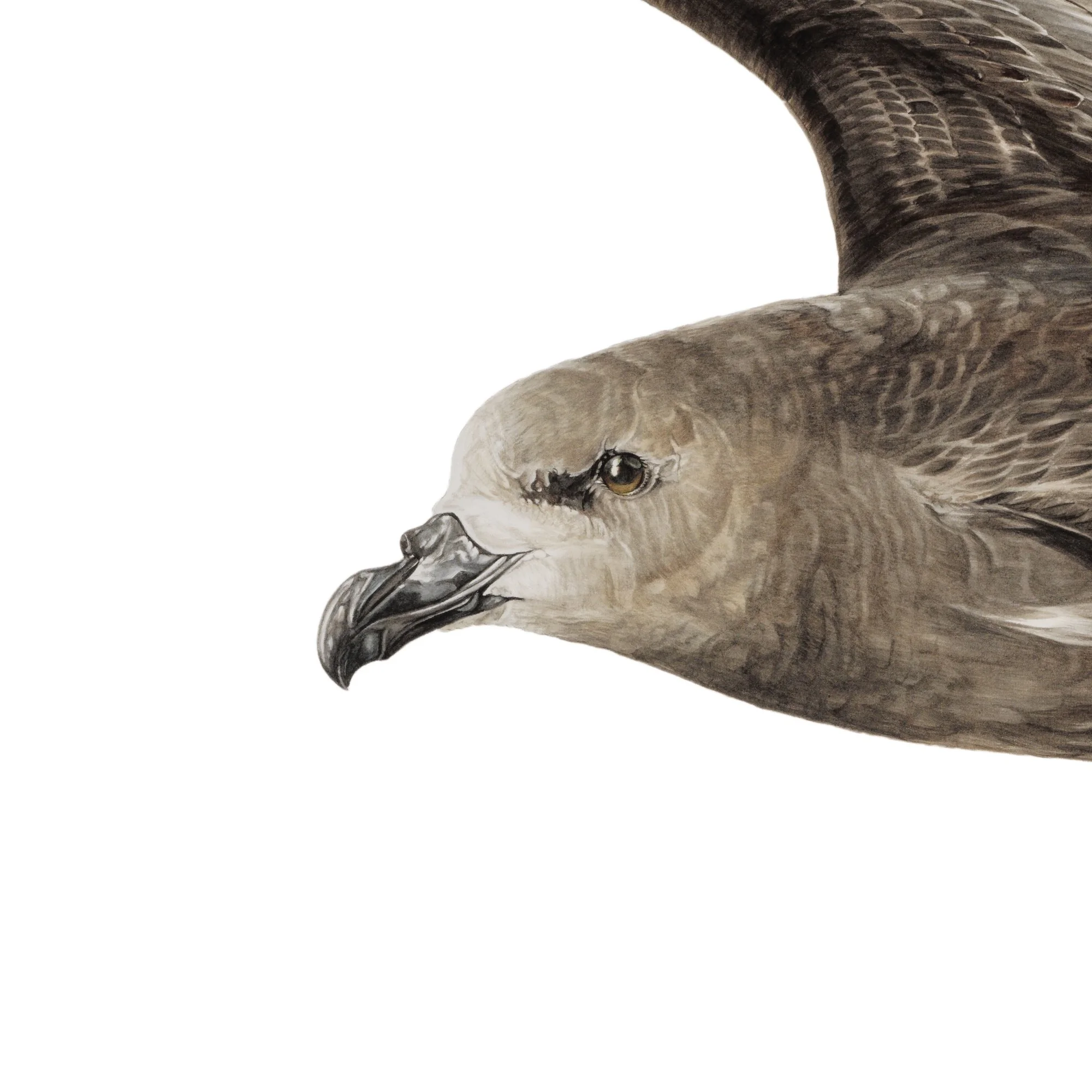 Oi grey faced petrel nz native bird art print detail.jpg