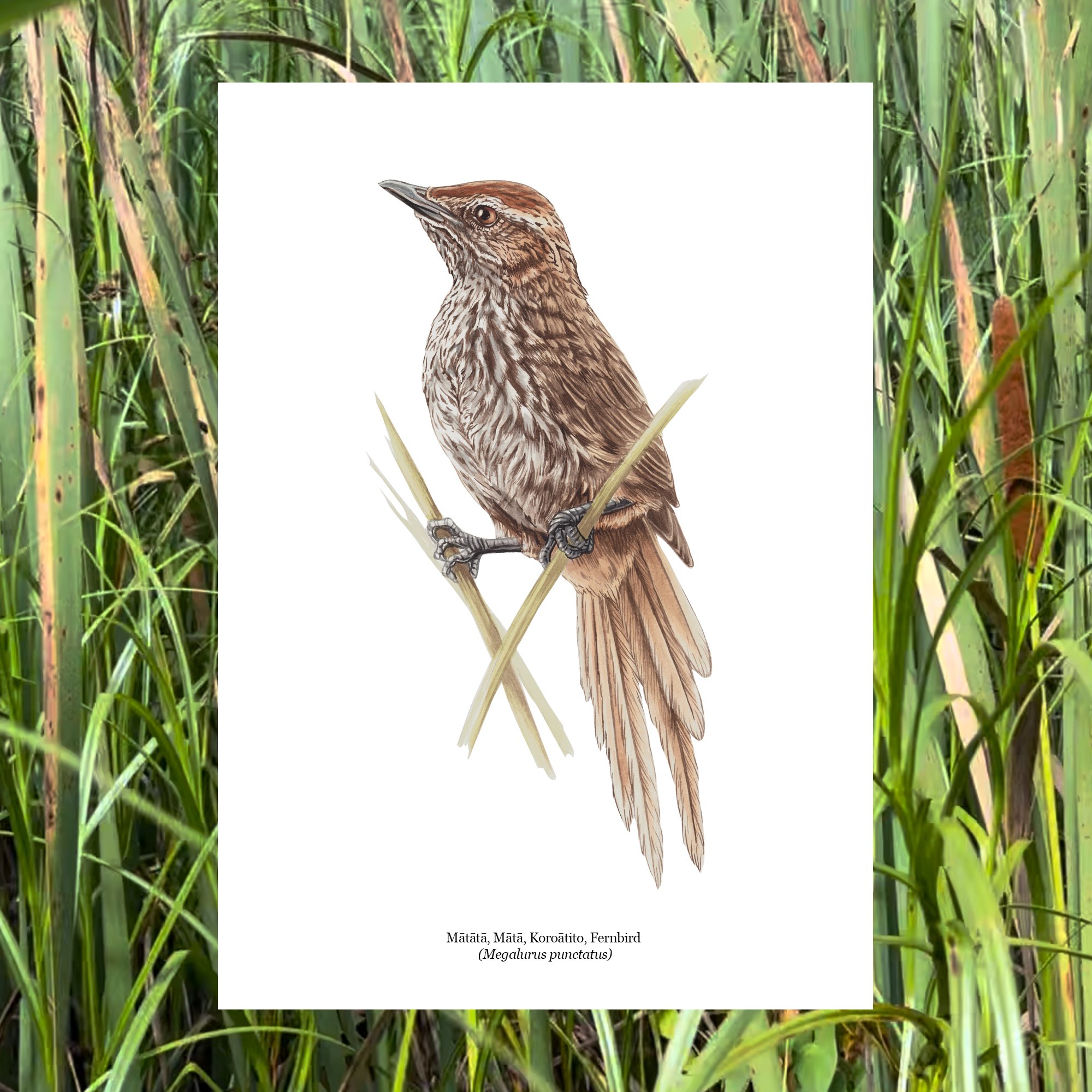 Matata fernbird nz native bird art print.jpg