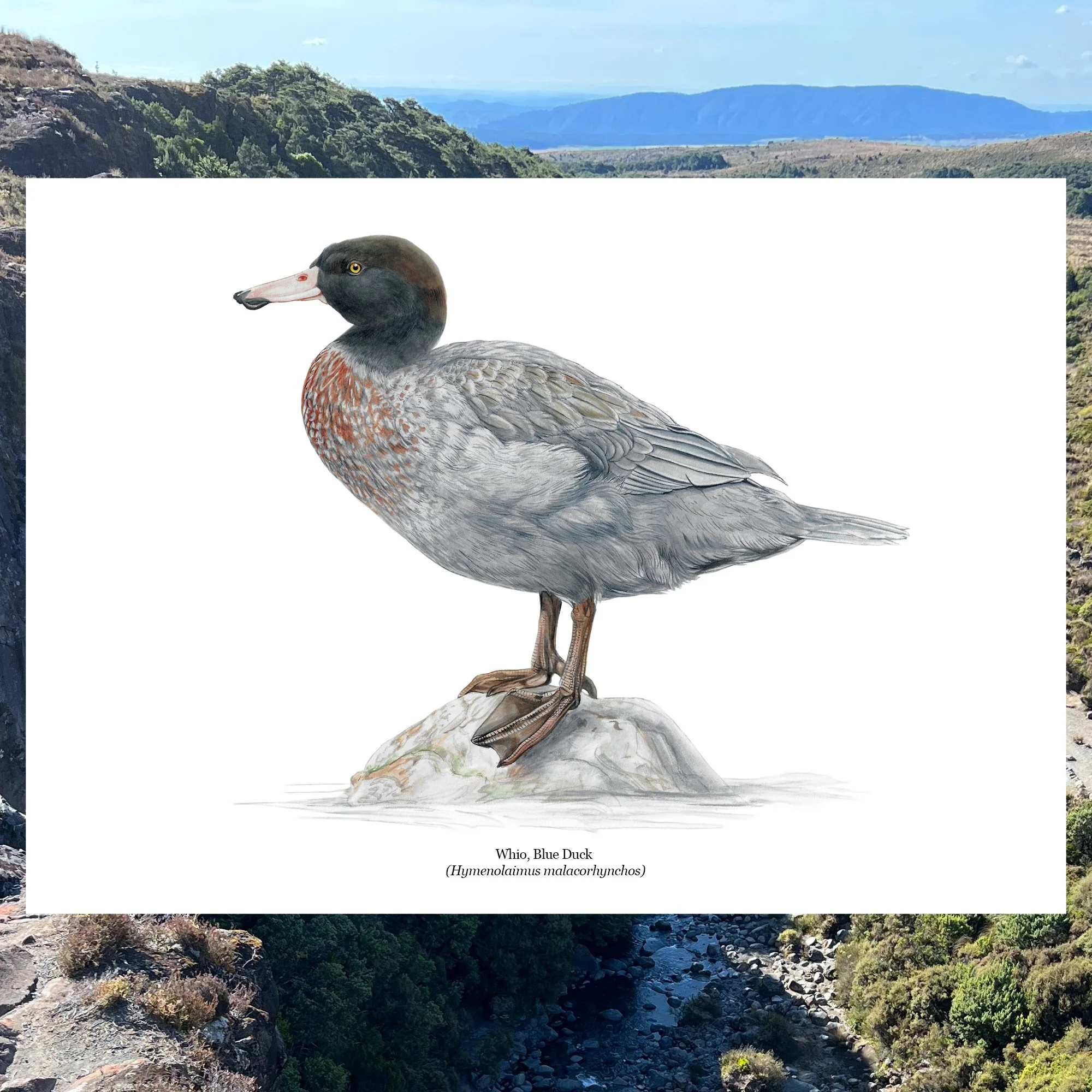 Whio blue duck native bird art.jpg