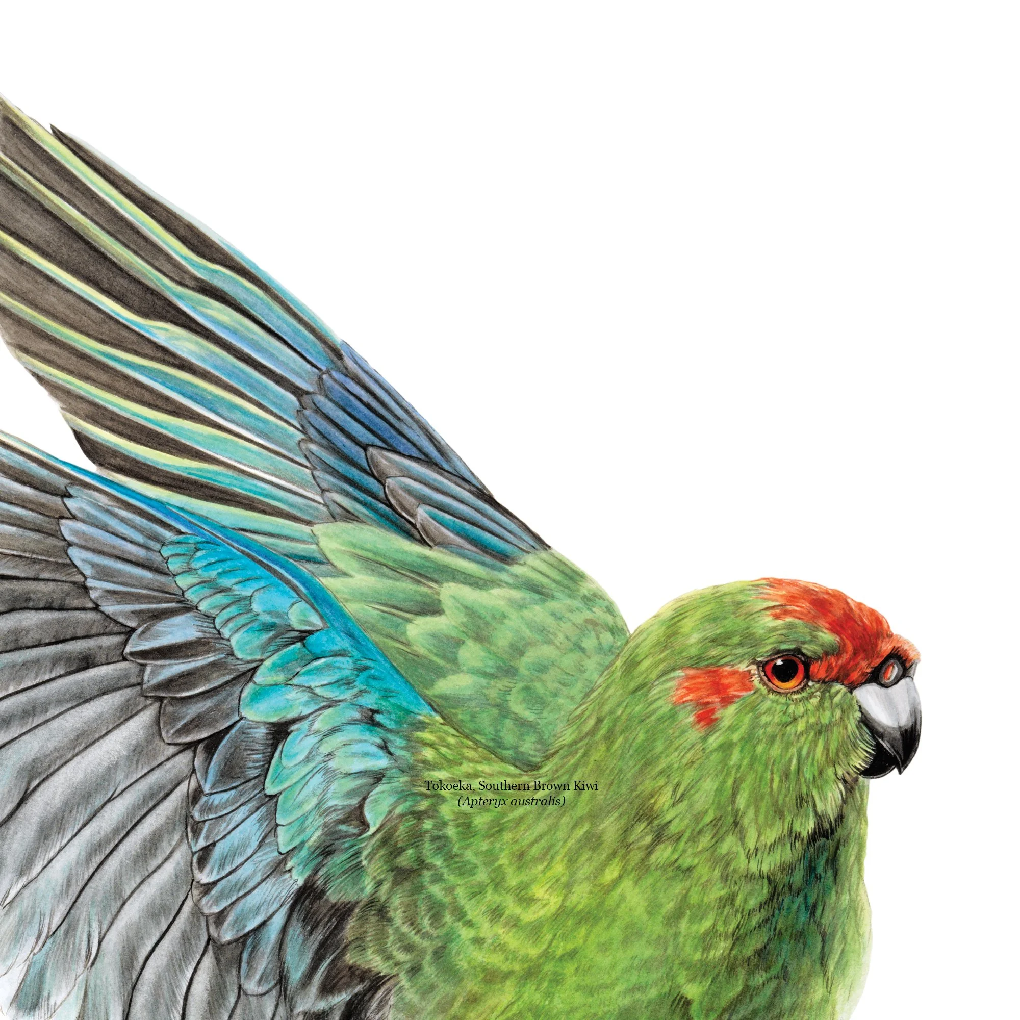 Kakariki re crowned parakeet nz bird art print detail.jpg