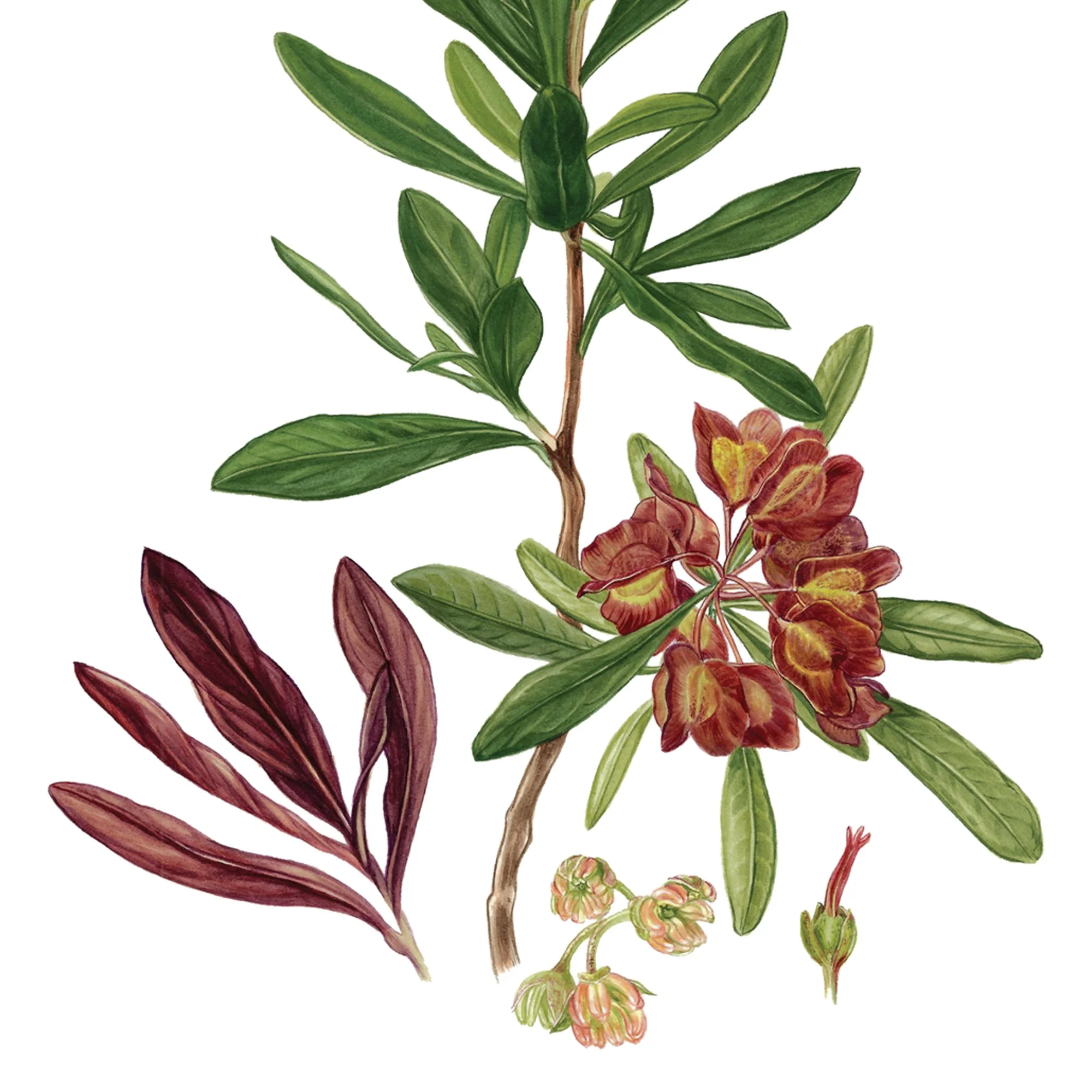 Akeake Dodonaea viscosa native plant botanical art print detail.jpg