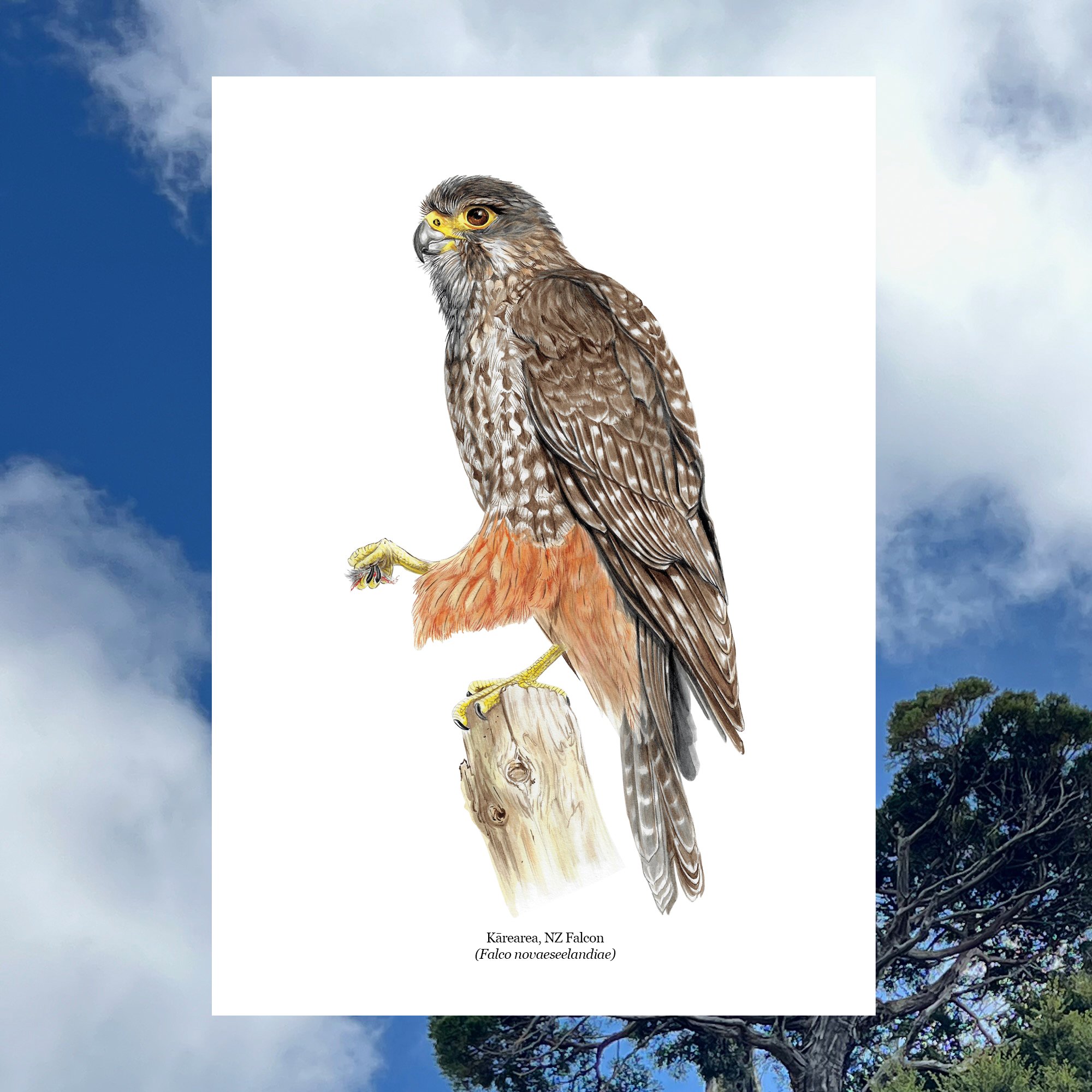 Karearea nz falcon nativ bird art print .jpg