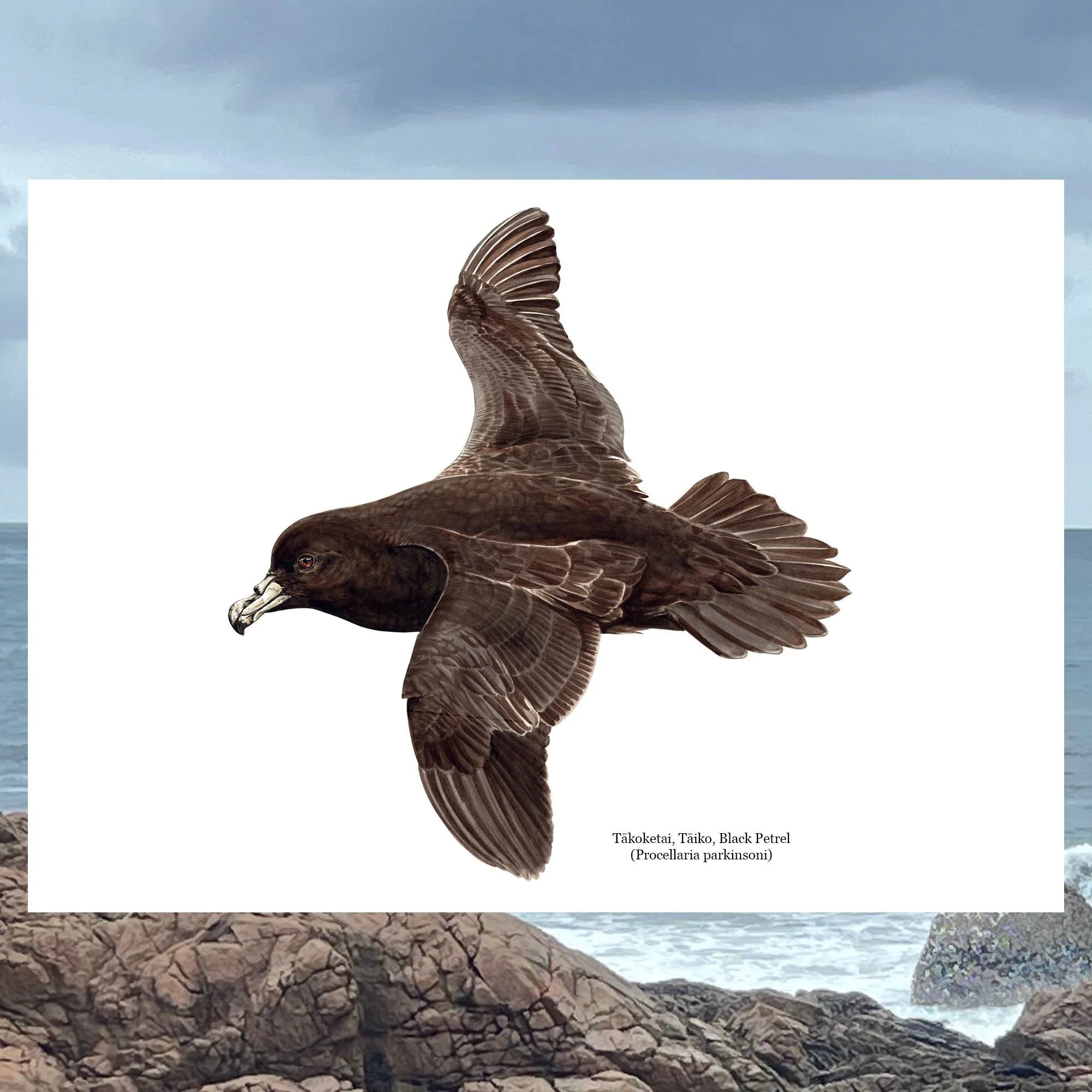 Taiko black petrel native seabird bird art print.jpg