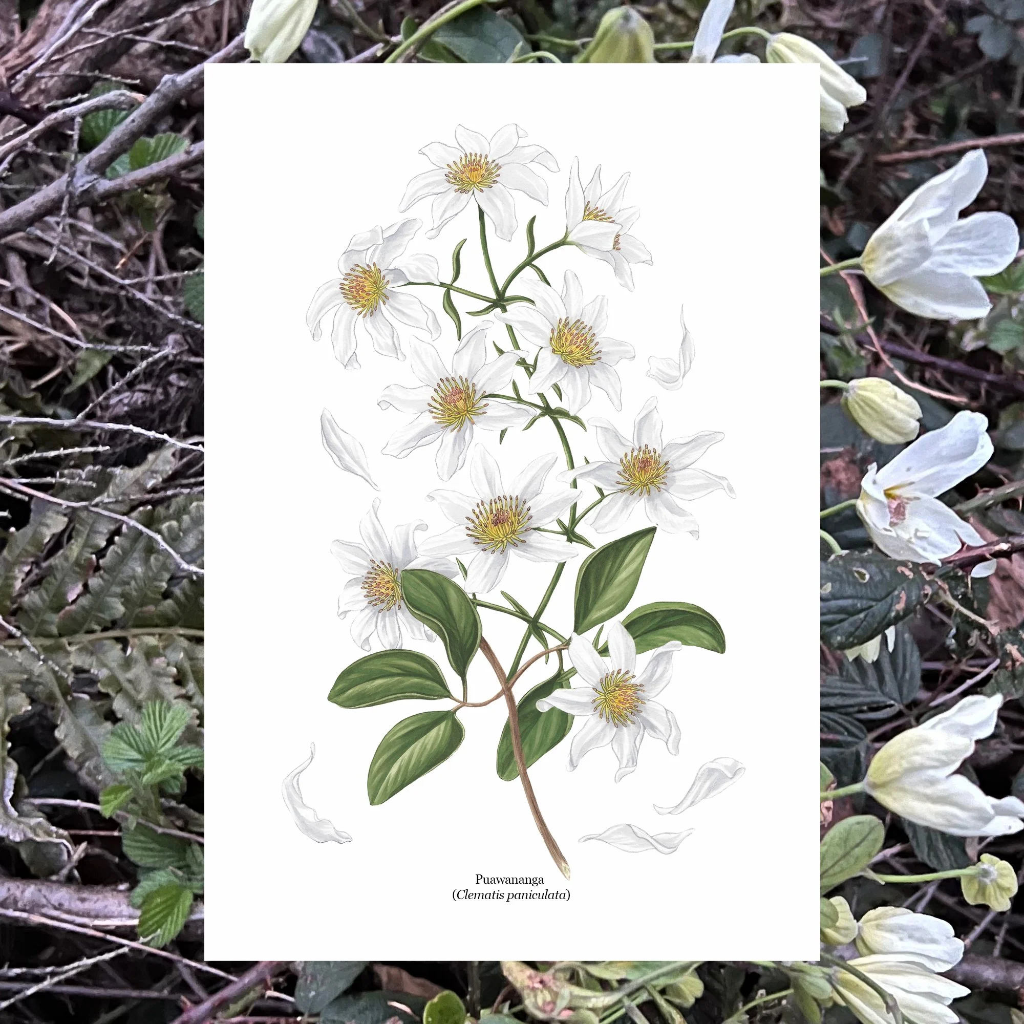 Puawananga Clematis paniculata botanical art print native plants.jpg