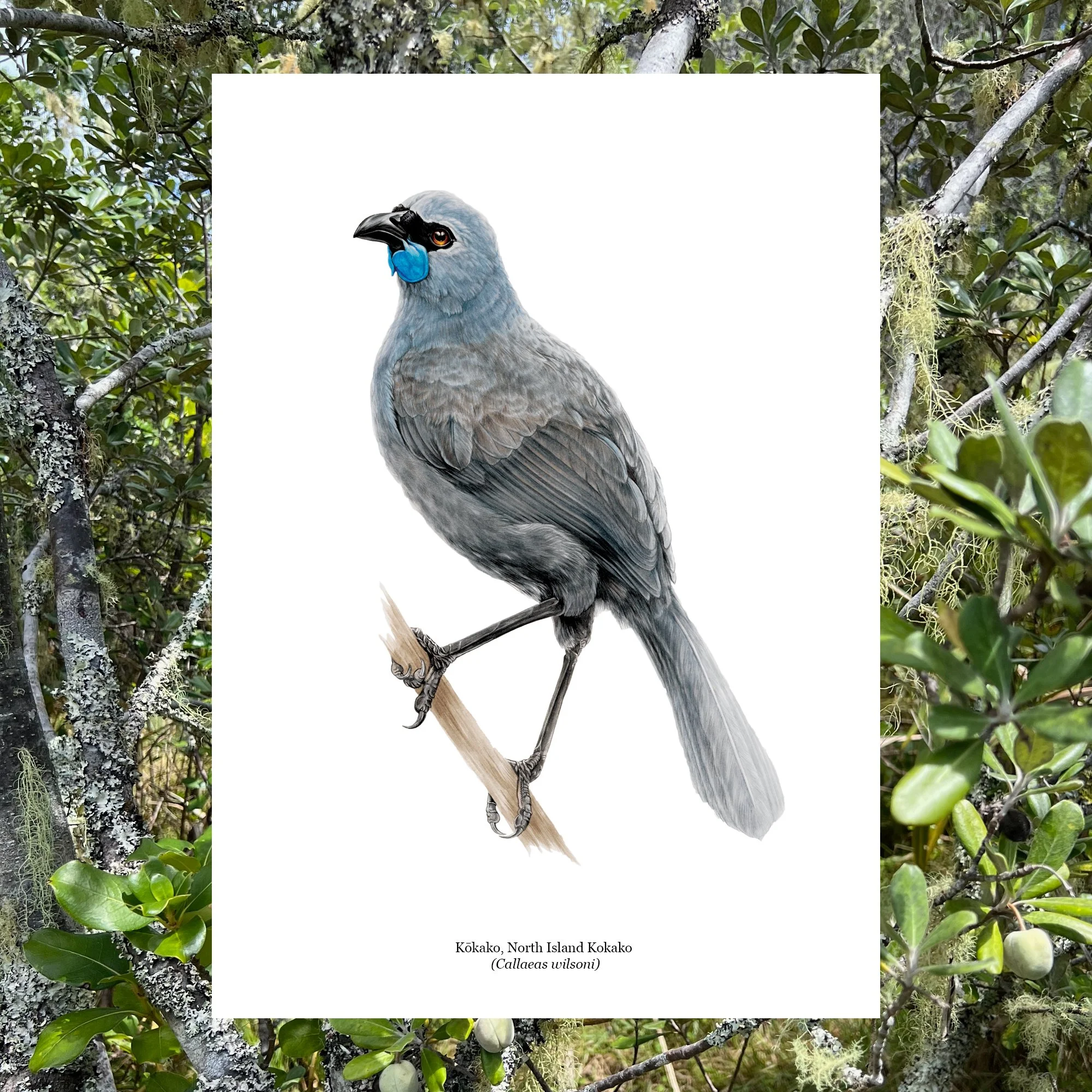 Kokako bird art print native.jpg