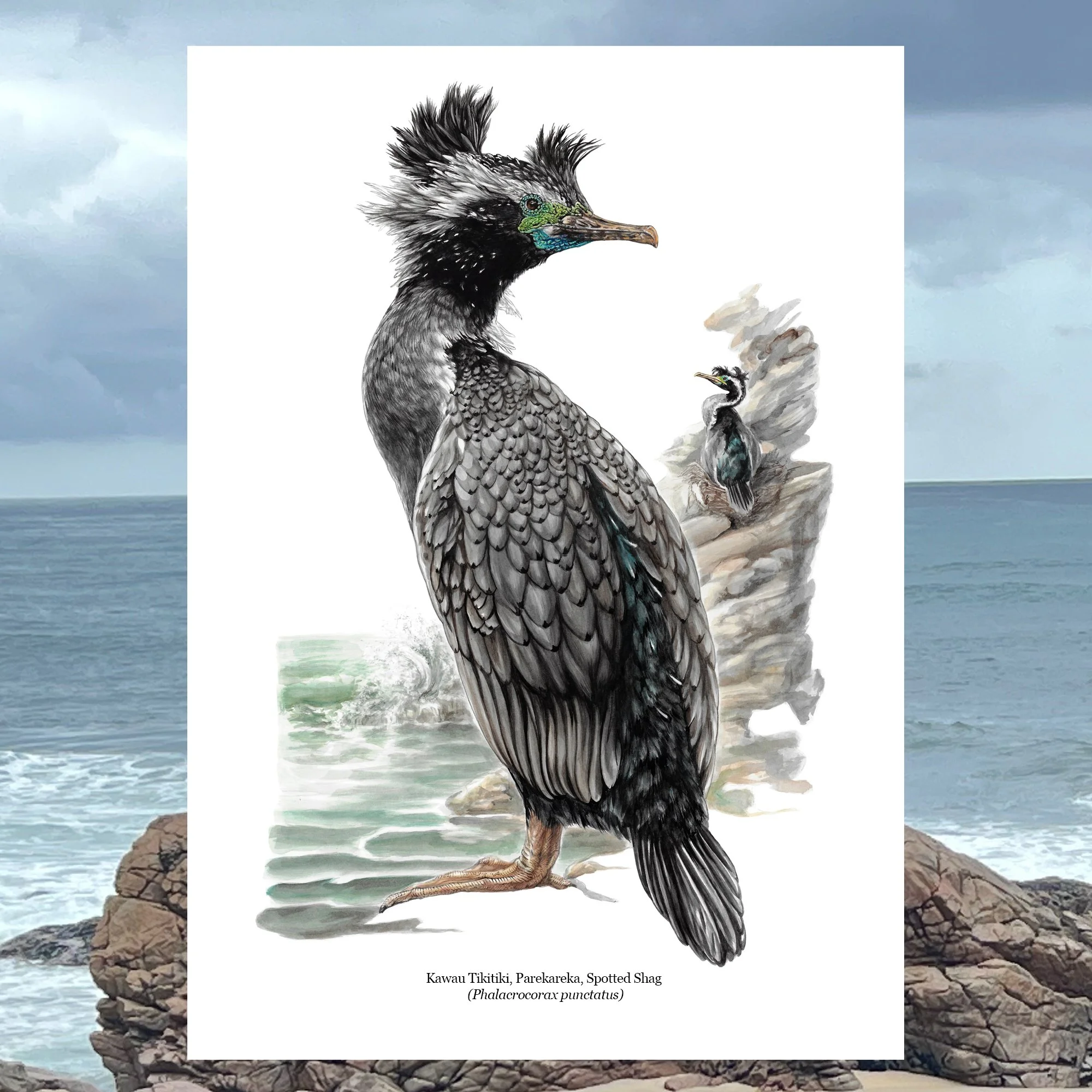Kawau tikitiki spotted shag native bird art.jpg