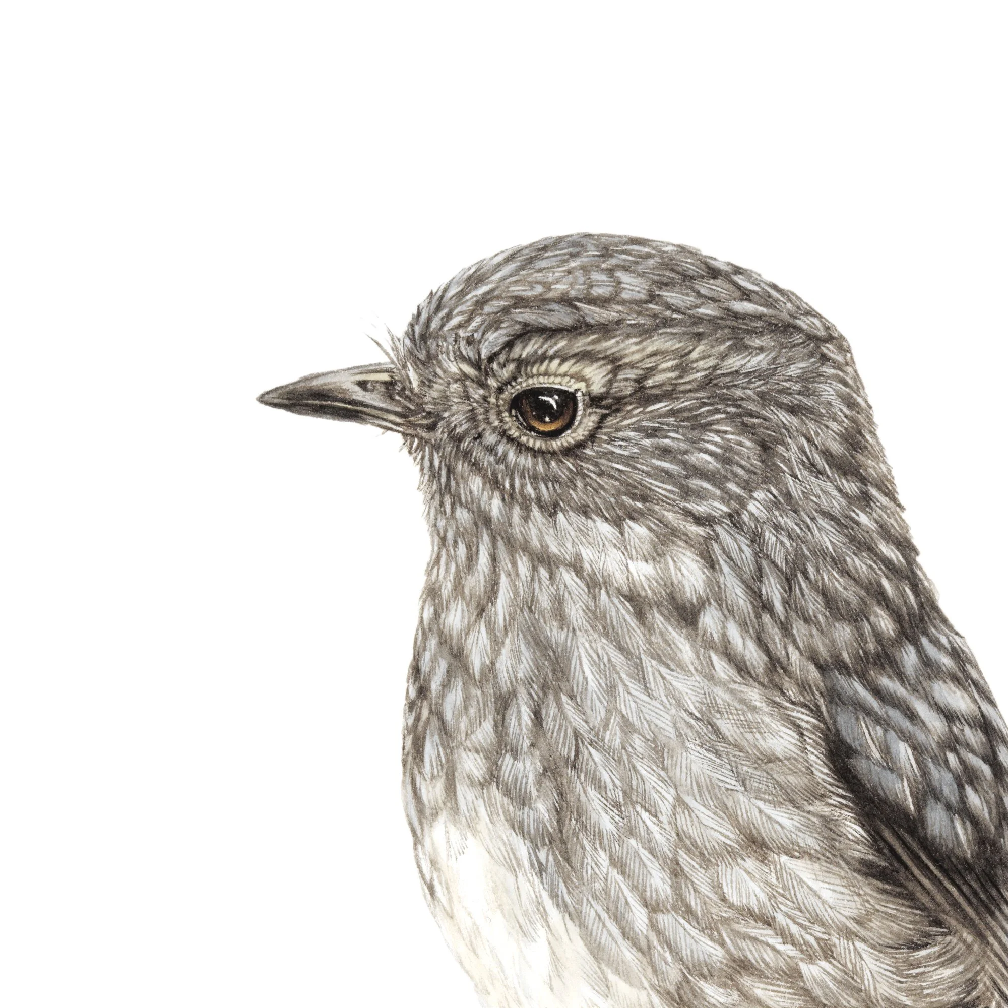 Toutouwai robin Petroica longipes detail art print nz birds.jpg