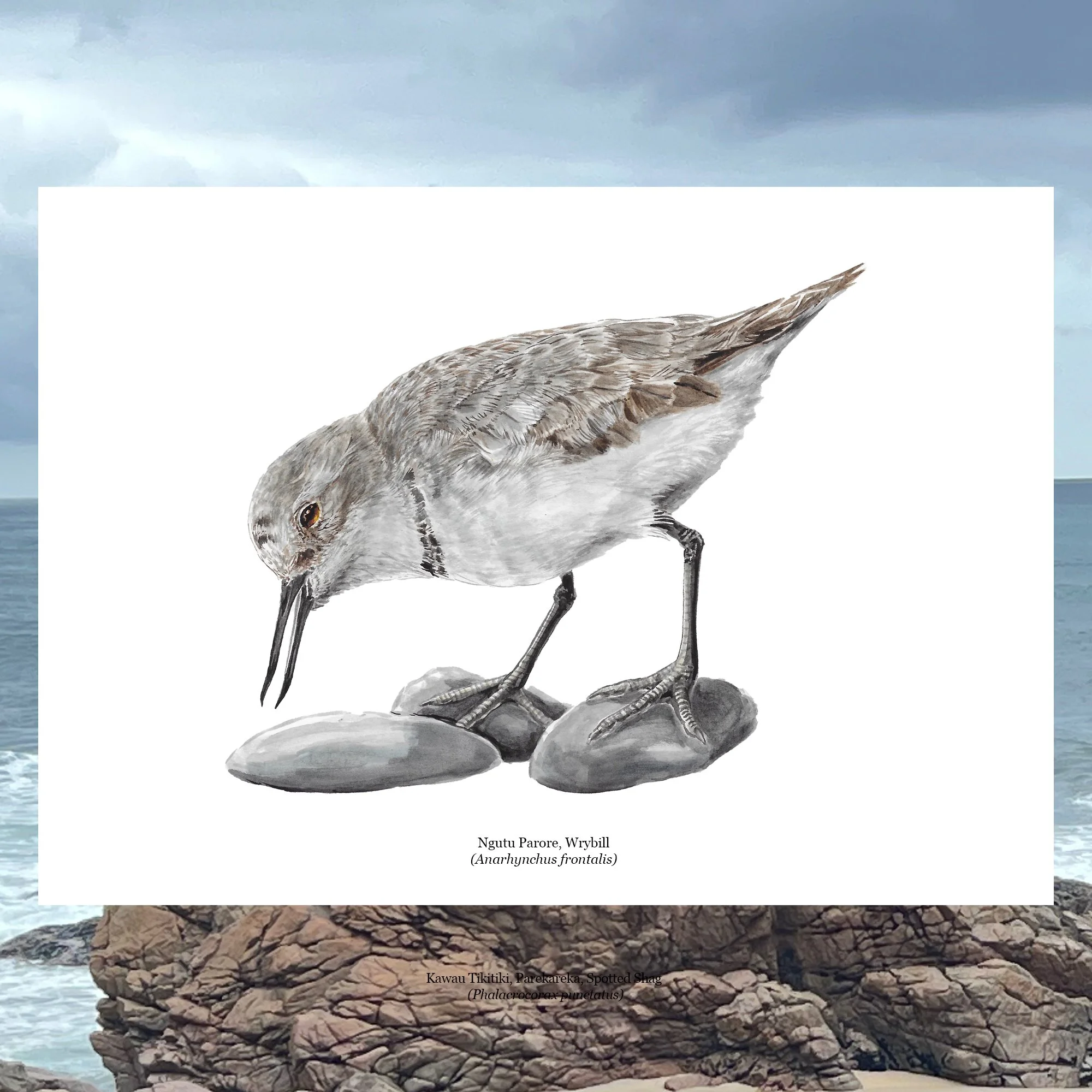 Ngutu Parore native bird shore bird art print.jpg