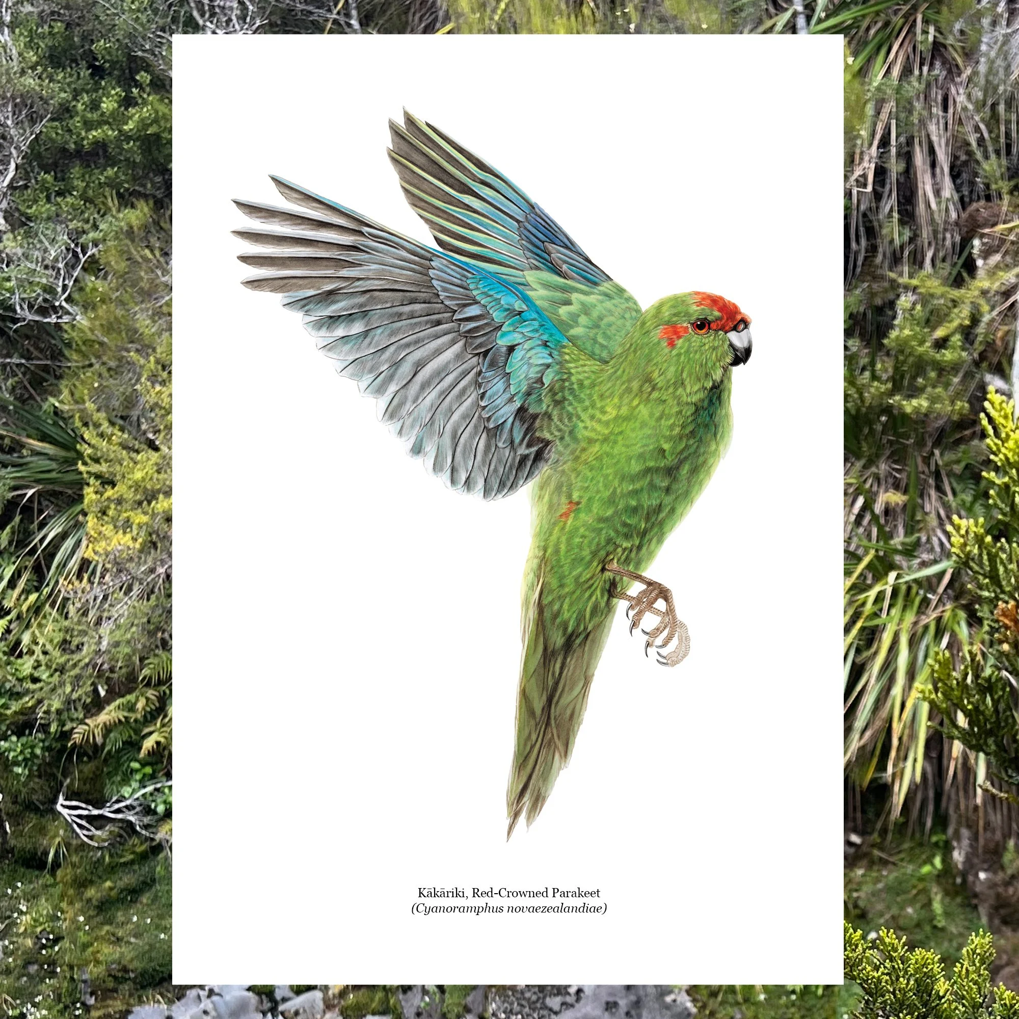 Kakariki red parakeet nz bird art print.jpg