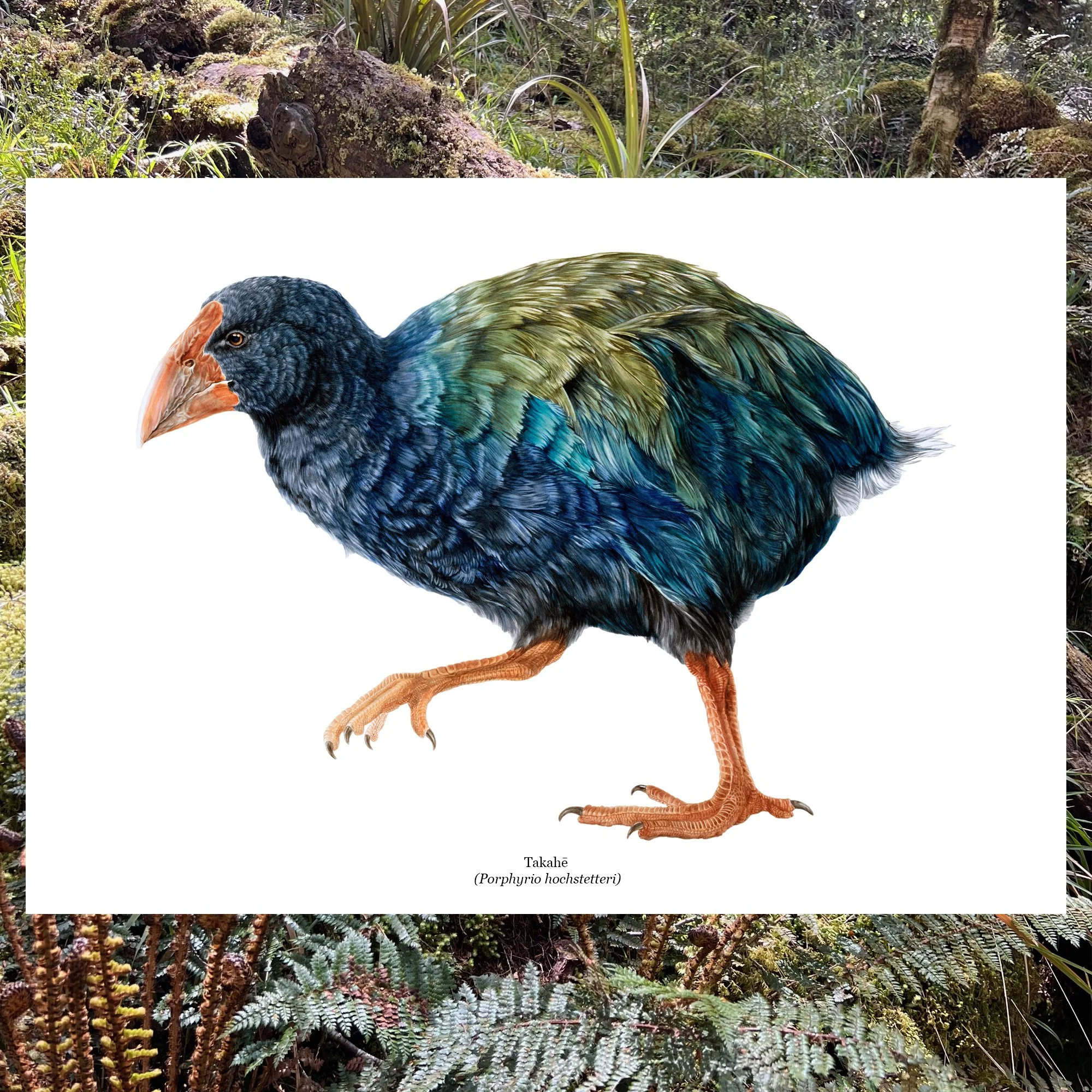 Takahe web native bird art print painting.jpg