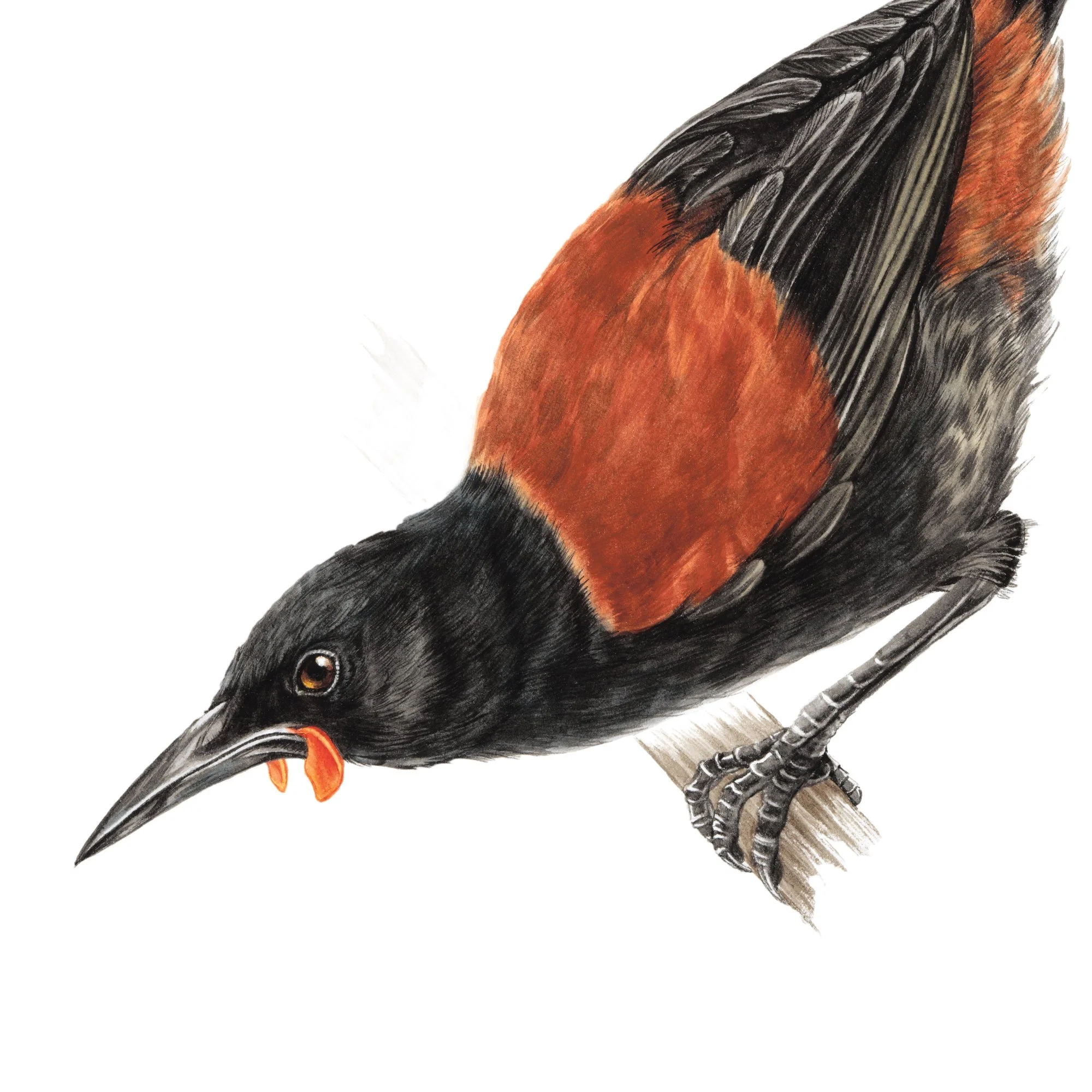 Tieke saddleback native bird art print.jpg