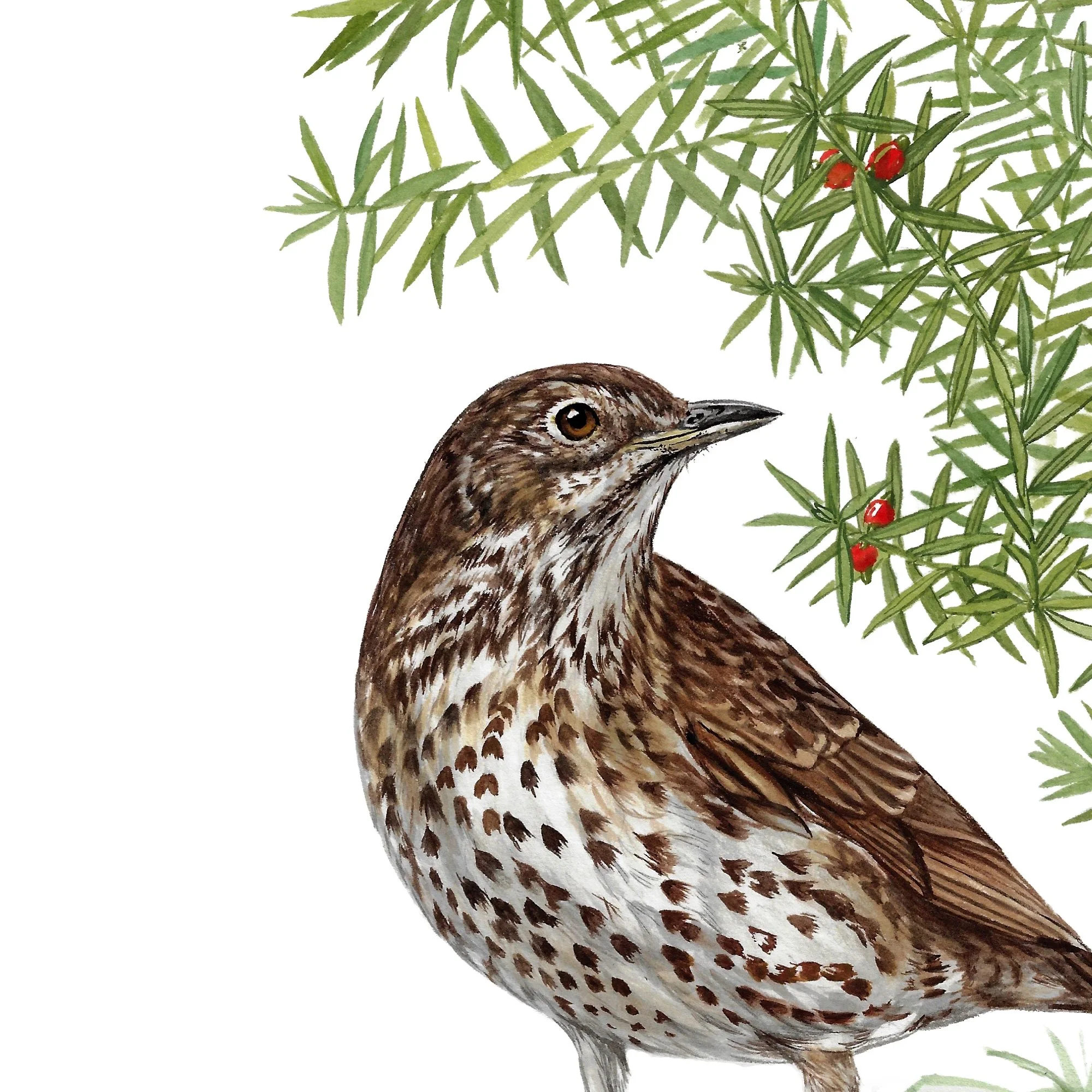 Song thrush native bird art painting detail.jpg