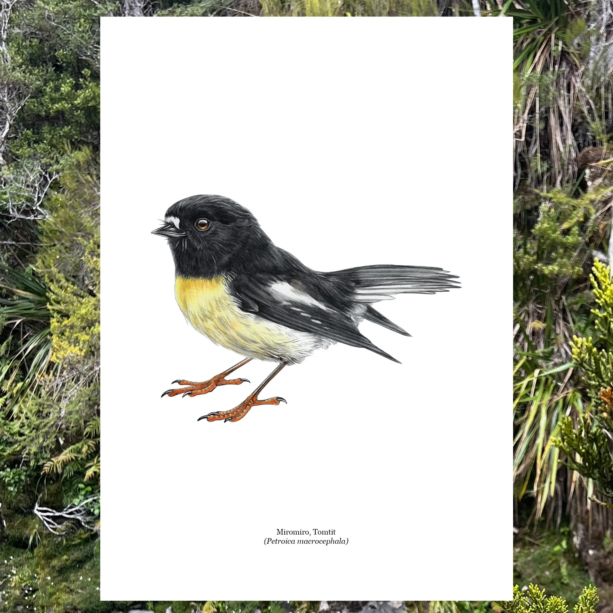 Miromiro native bird art print tomtit.jpg