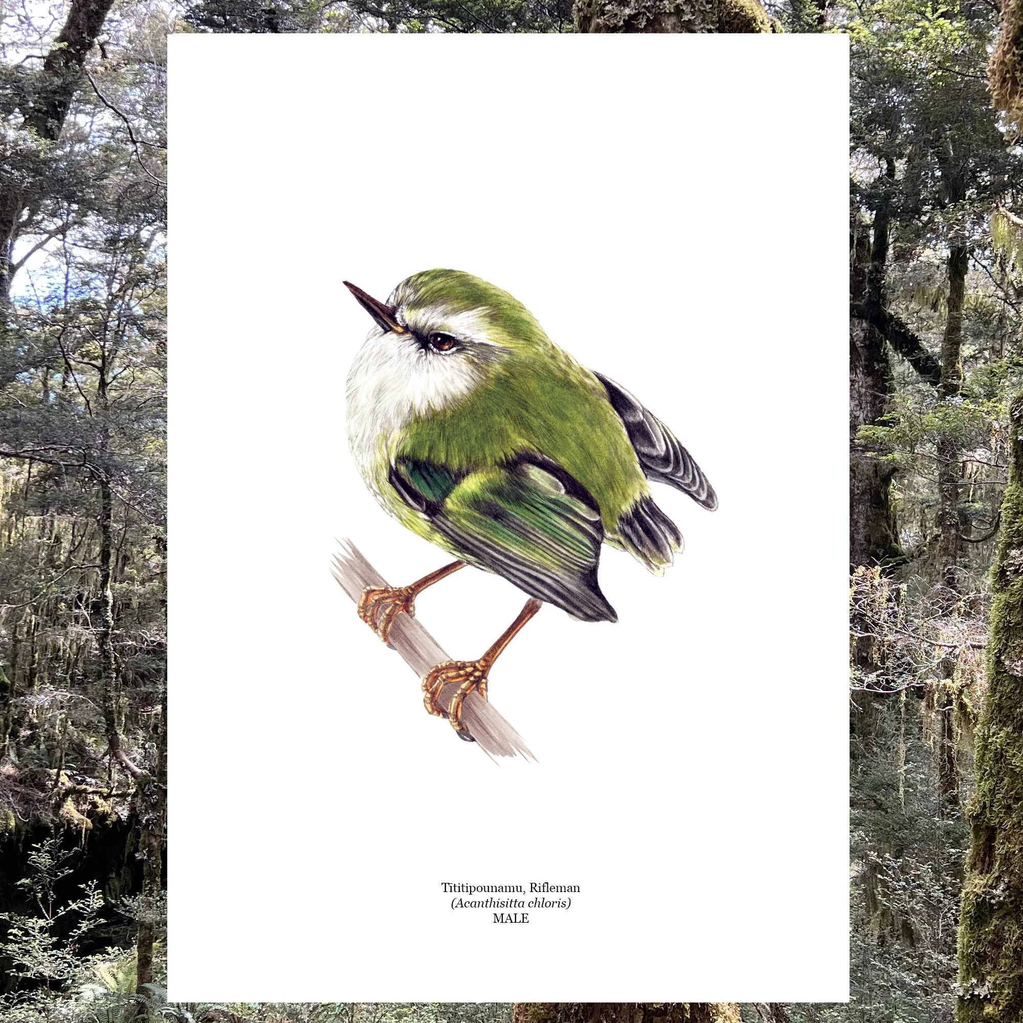 Titipounamu rifleman male.jpg
