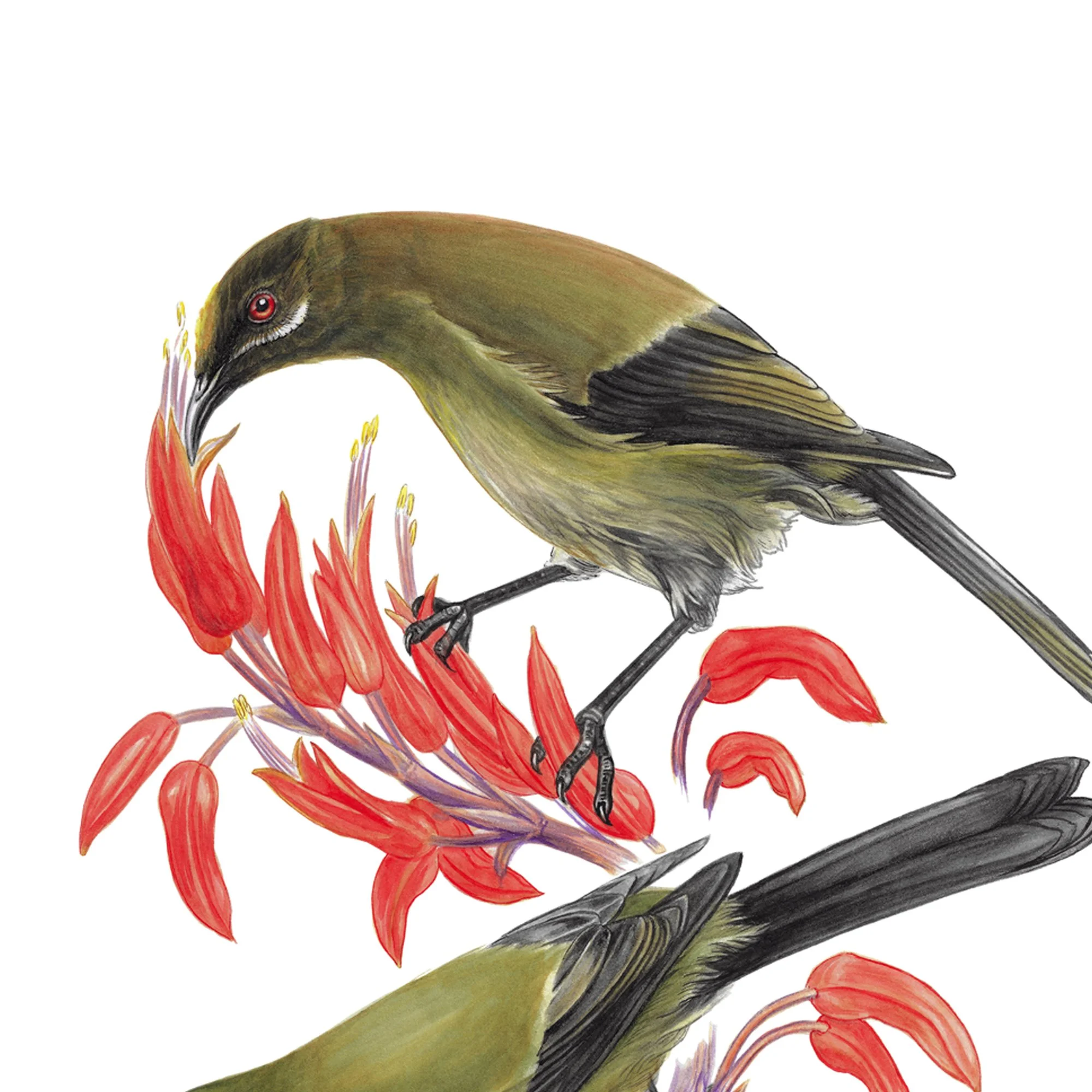 Korimako bellbird nz native burd art print detail copy.jpg