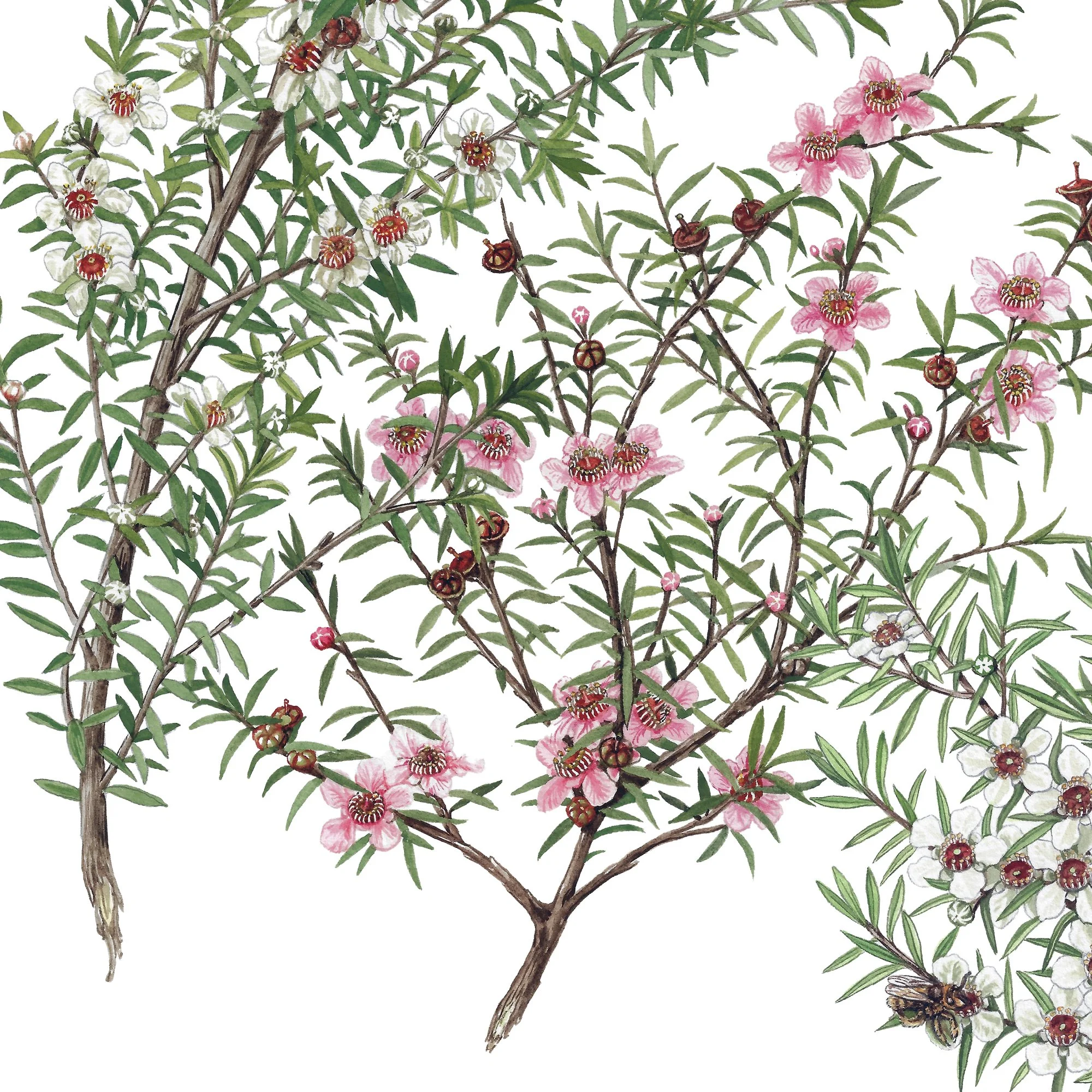 Manuka flower botanical art print nz Leptospermum scoparium.jpg