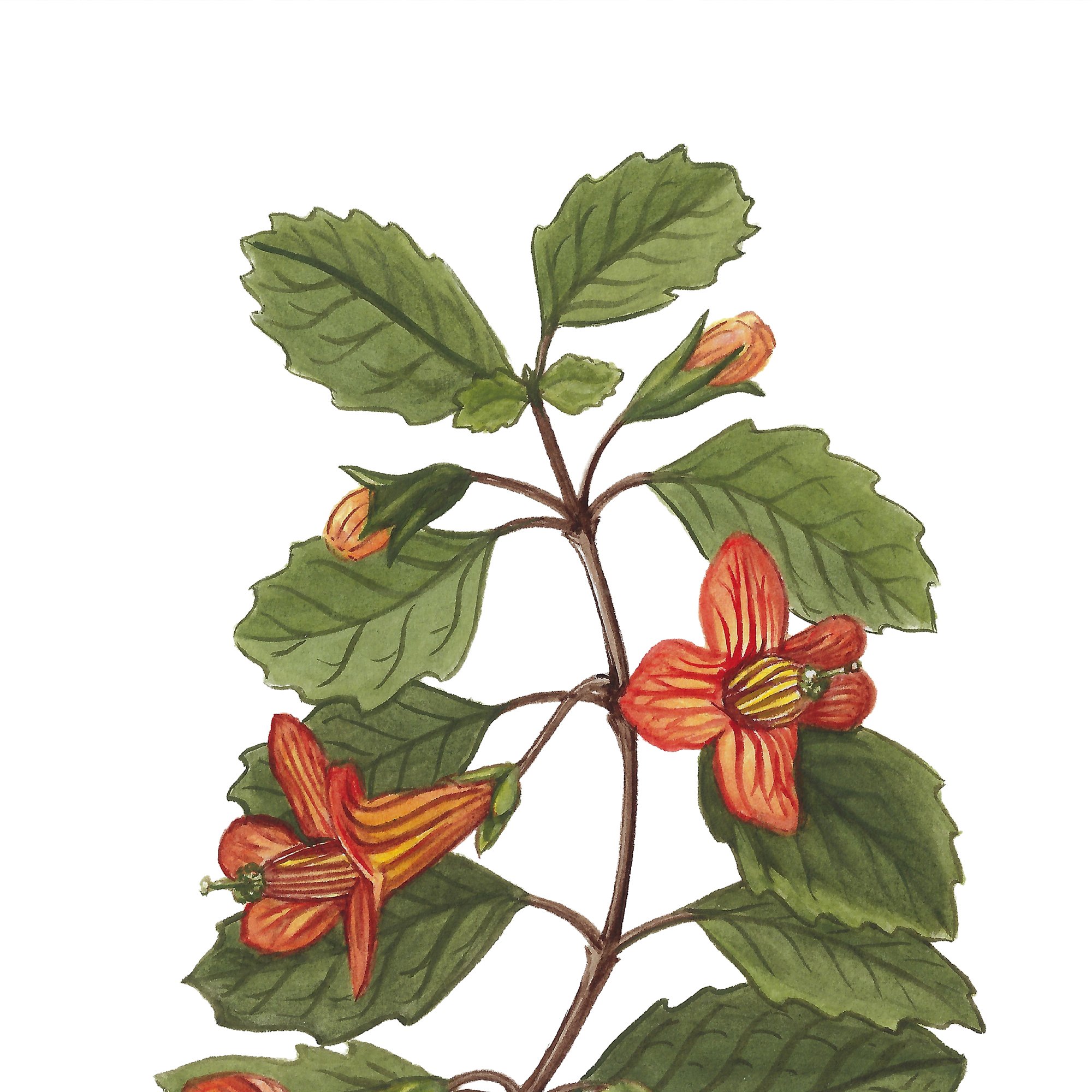 Taurepo NZ gloxinia Rhabdothamnus solandri native plant botanical art print.jpg