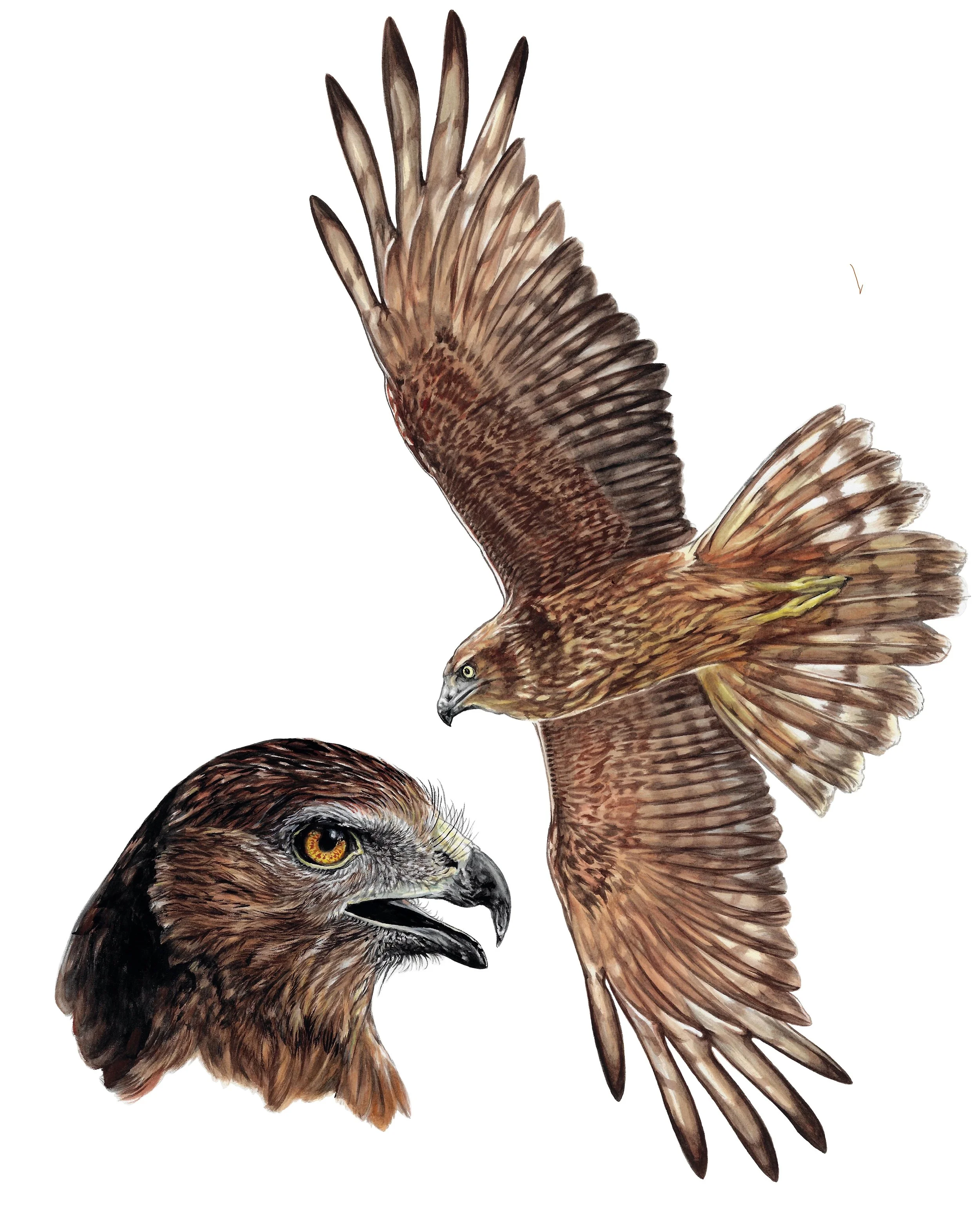 Kāhu, Swamp Harrier (Circus approximans)